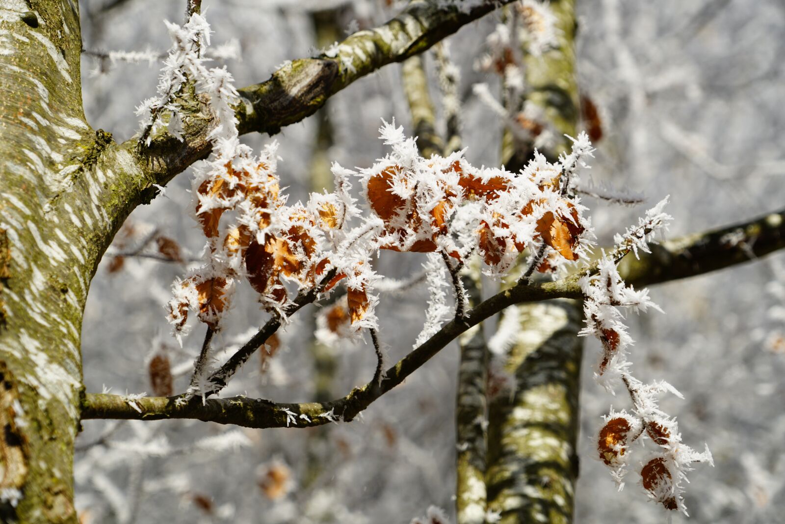 Sony a7R II + Sony FE 24-240mm F3.5-6.3 OSS sample photo. Beech leaves, eiskristalle, crystals photography