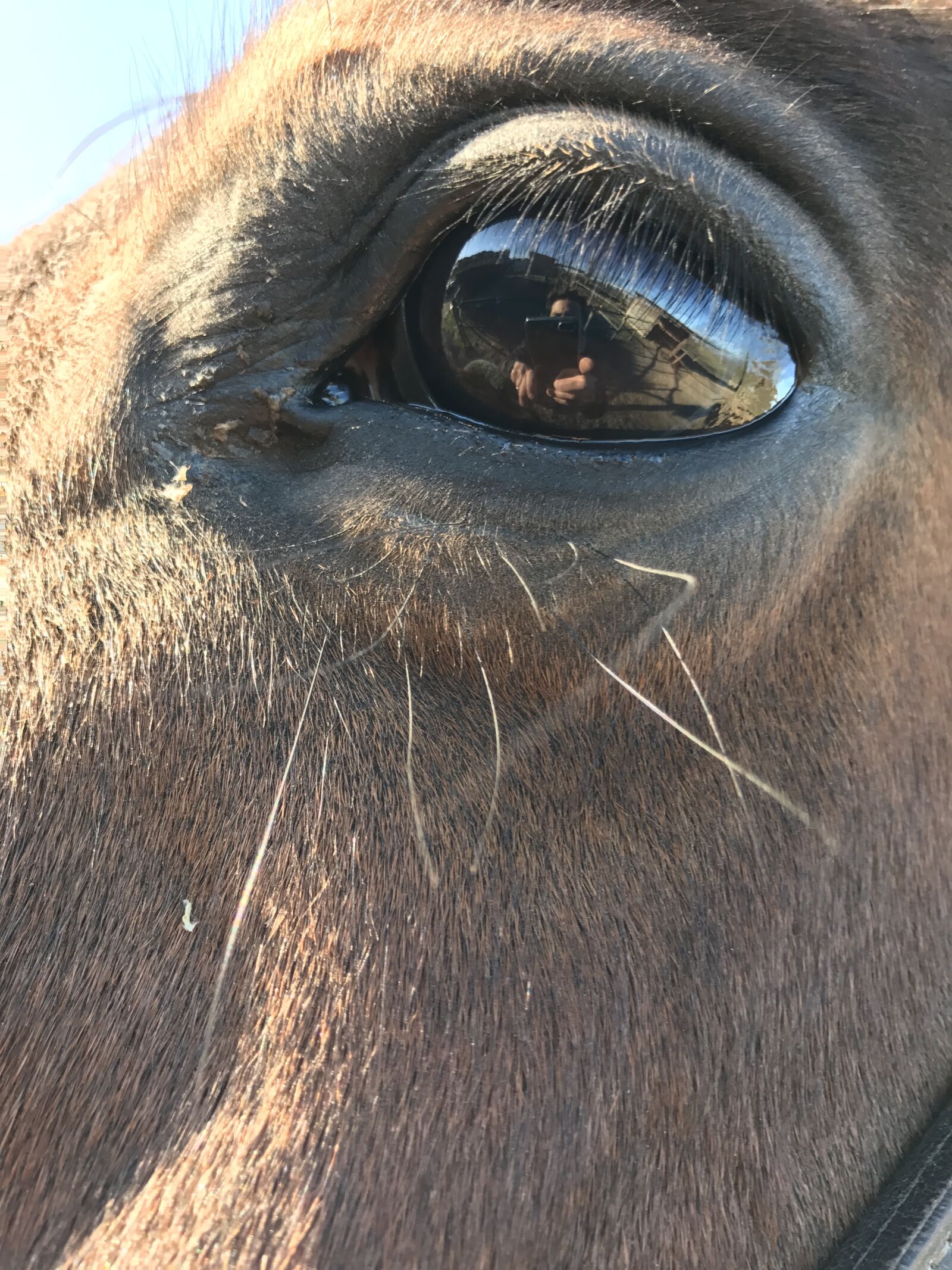 Apple iPhone 7 Plus sample photo. Horse, horse eye, head photography