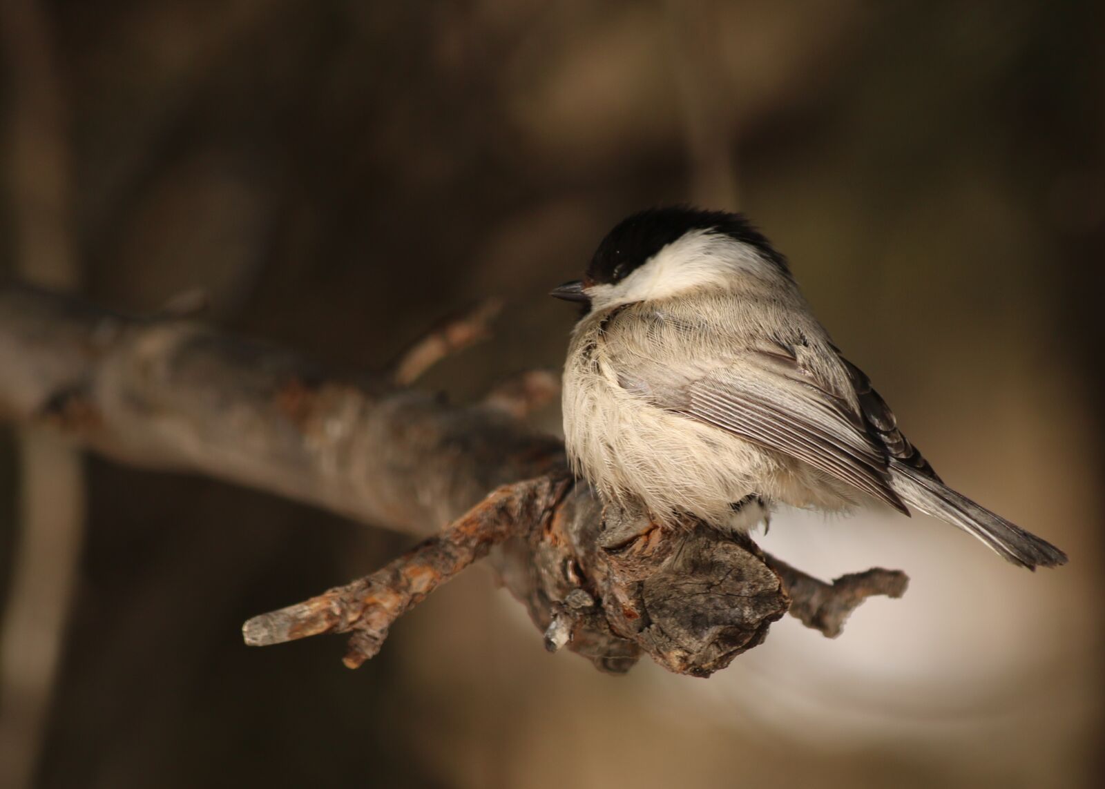 Canon EOS 750D (EOS Rebel T6i / EOS Kiss X8i) sample photo. Tit, bird, songbird photography