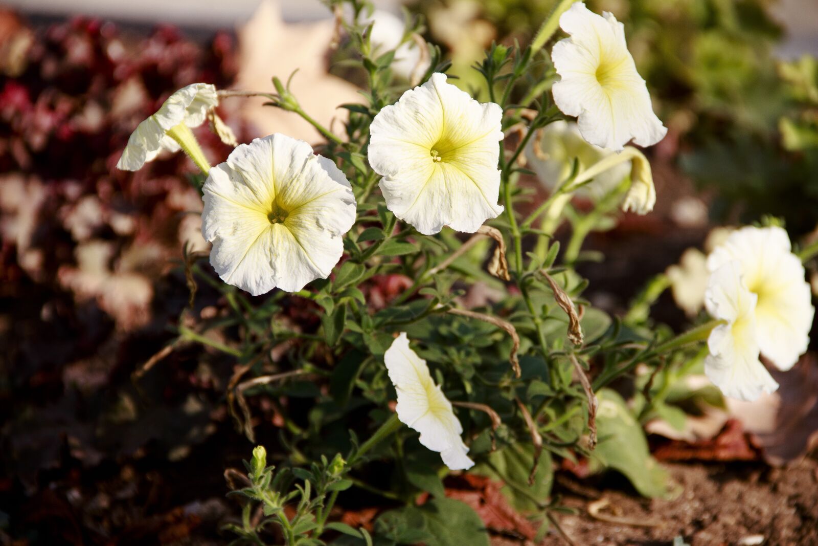 Canon EOS 650D (EOS Rebel T4i / EOS Kiss X6i) sample photo. Flower bed, flowers, spring photography