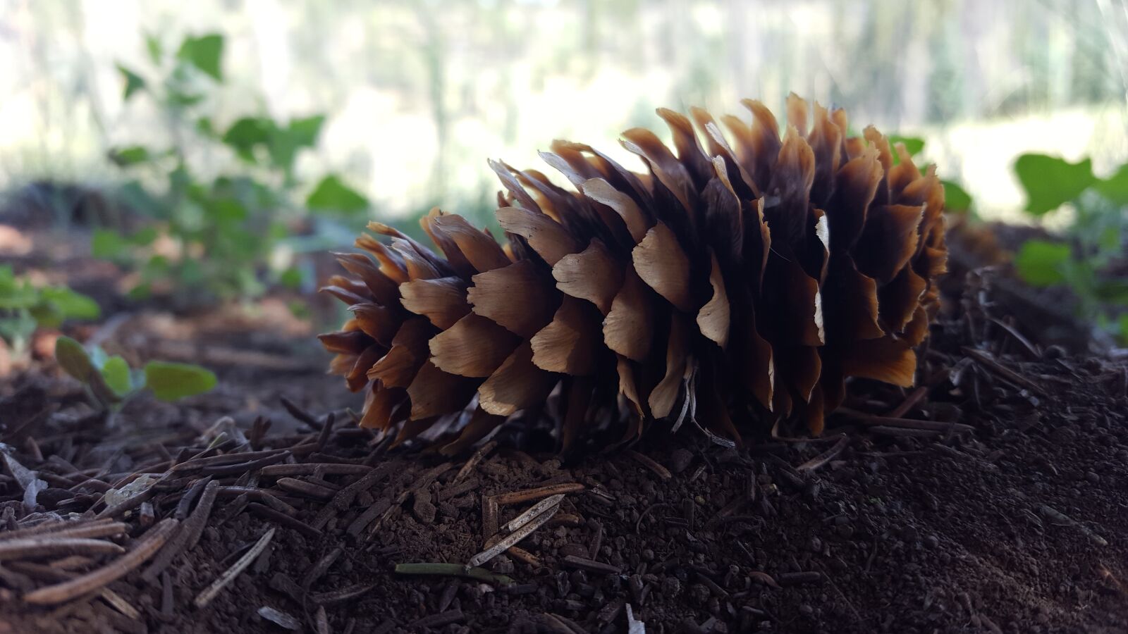 Samsung Galaxy S6 sample photo. Pine cone, pine, tree photography