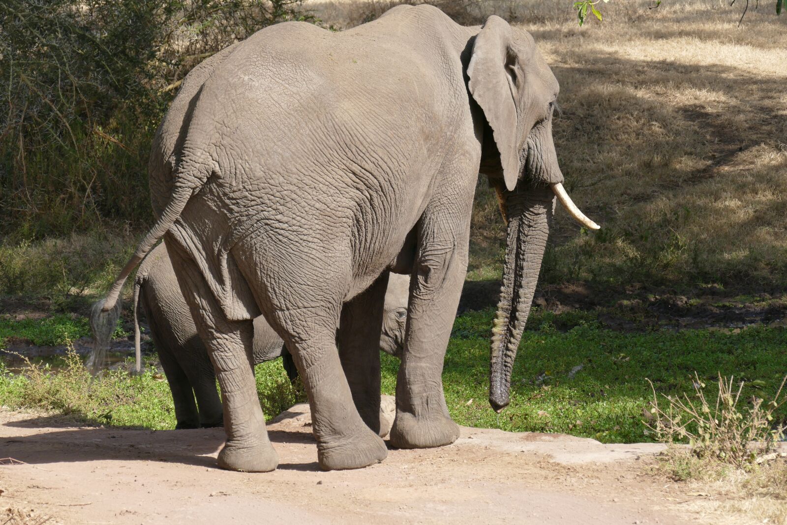 Panasonic Lumix DMC-FZ1000 sample photo. Elephant, africa, mammal photography
