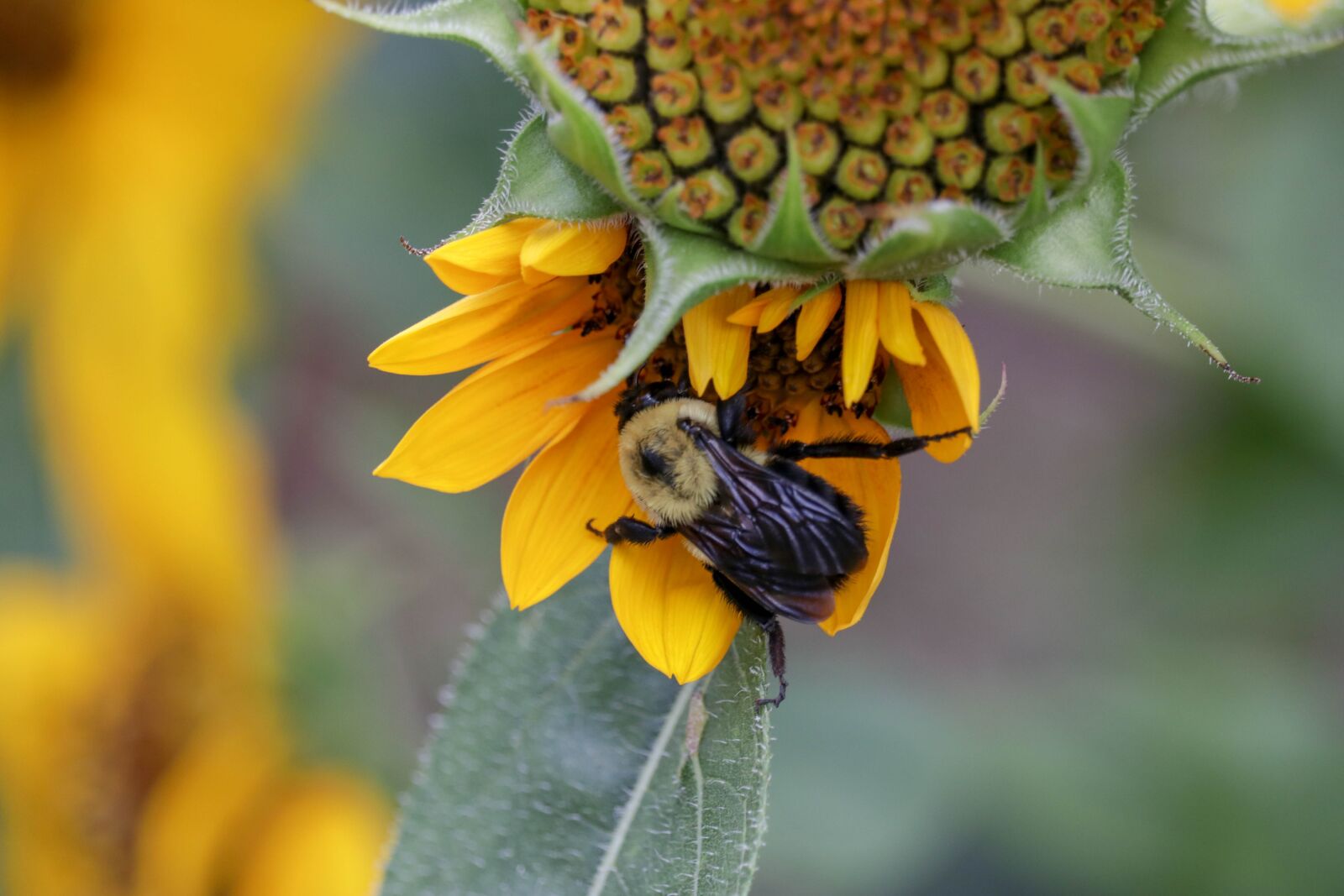 Canon EF-S 55-250mm F4-5.6 IS STM sample photo. Bee, flower, yellow photography
