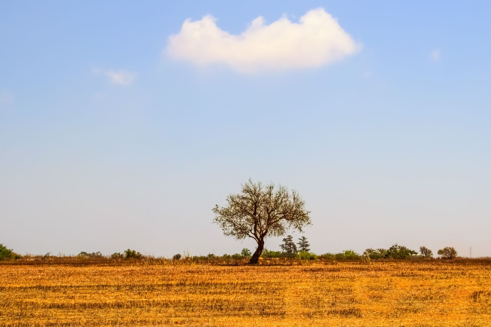 Nikon D3300 sample photo. Tree, meadow, landscape photography