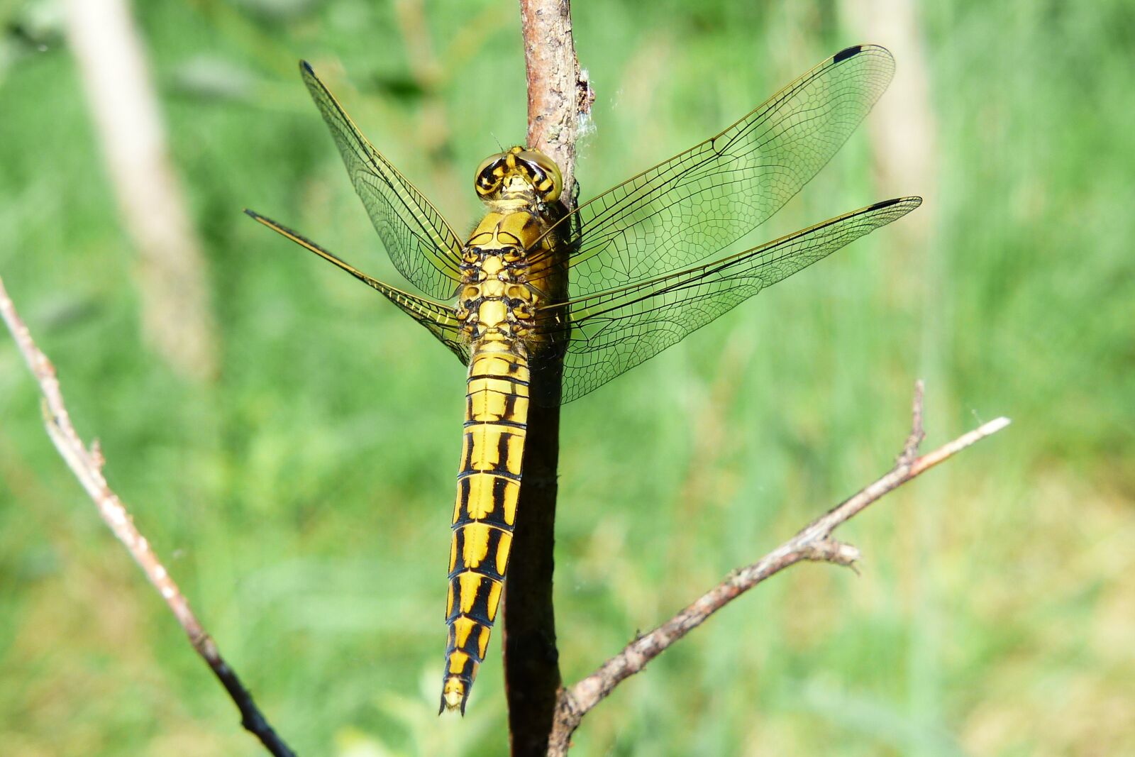 Panasonic Lumix DMC-FZ200 sample photo. Animals, invertebrates, insect photography