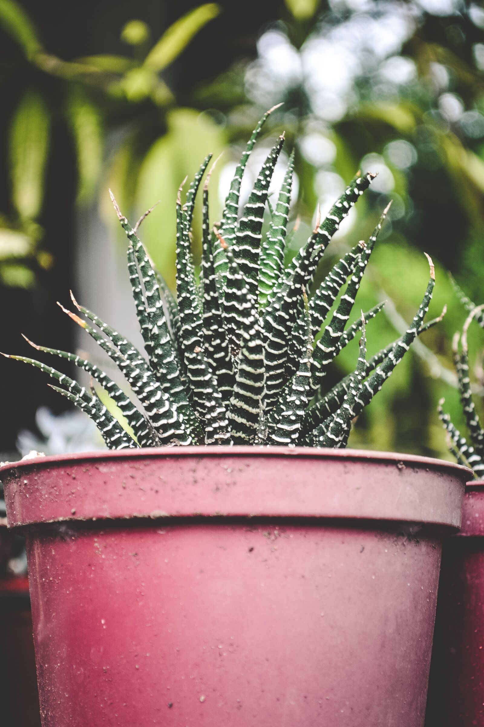 Nikon D3100 sample photo. Cactus, green, nature photography