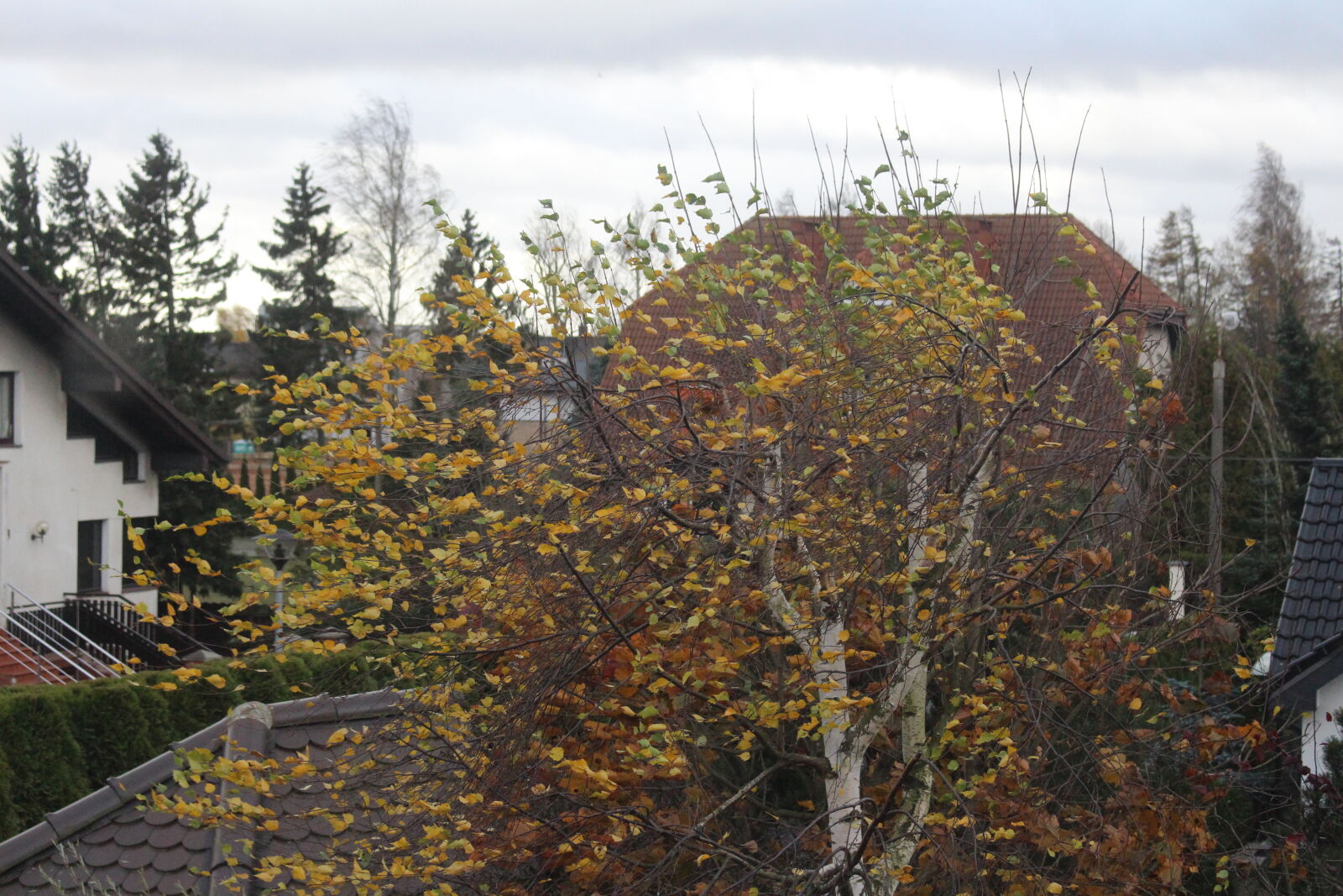 Canon EOS 700D (EOS Rebel T5i / EOS Kiss X7i) sample photo. Tree, wind photography