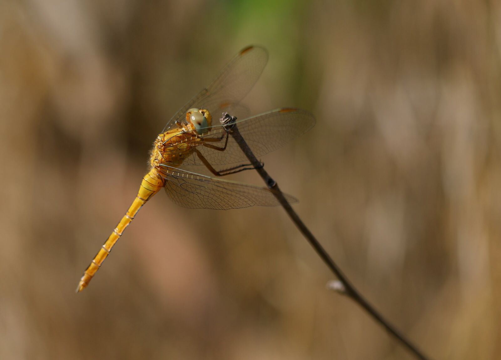 Canon EOS 7D Mark II sample photo. Dragonfly, brown, insecta photography