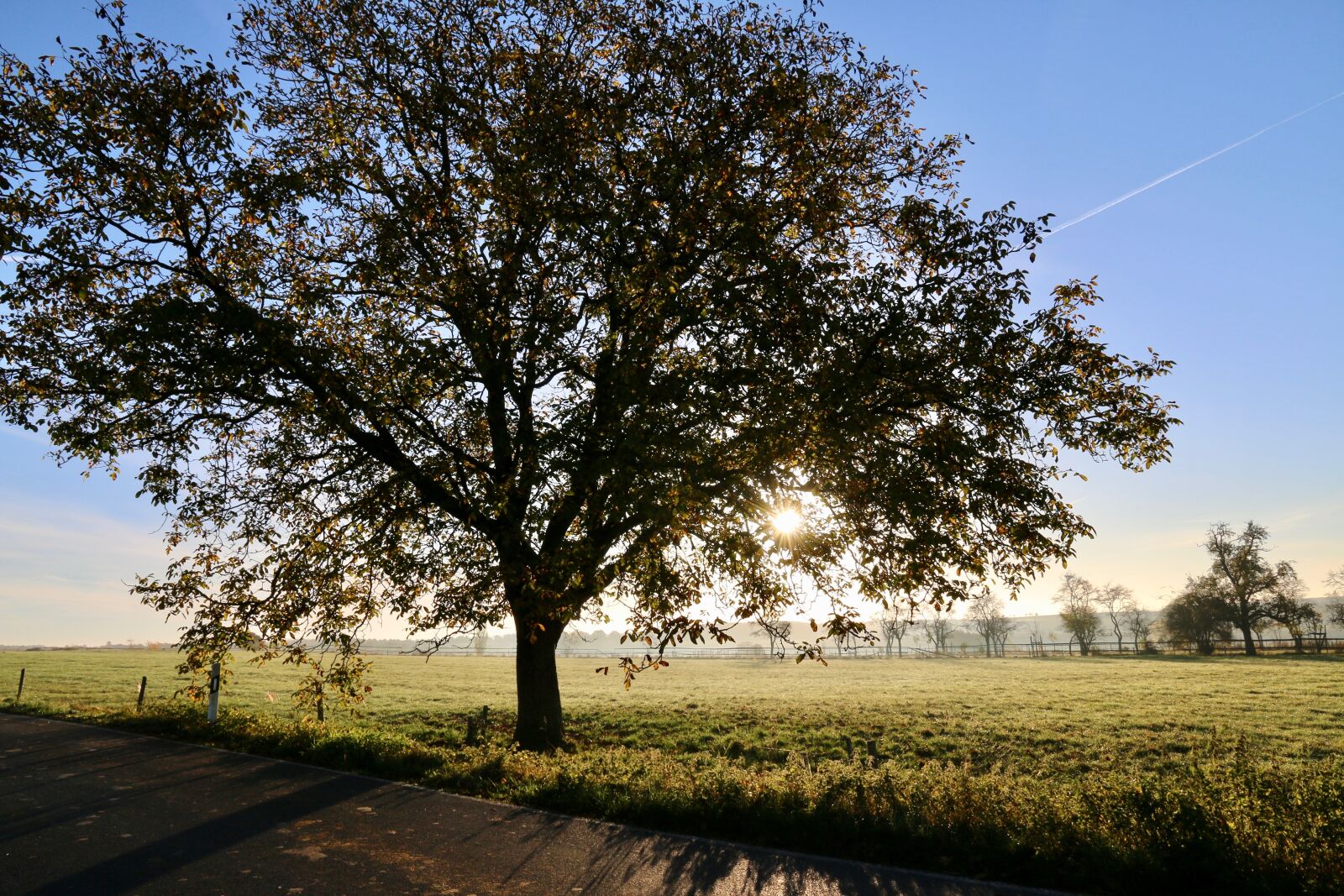 Canon EOS 70D sample photo. Tree, nature, sun photography