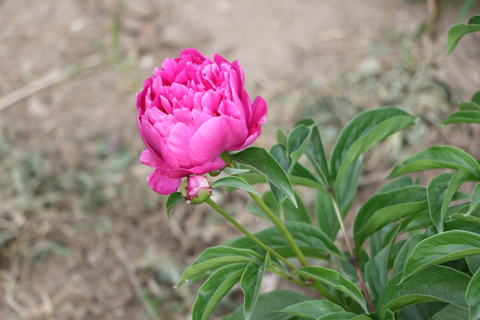 Canon EOS 7D Mark II sample photo. Chinese herbaceous peony, flower photography