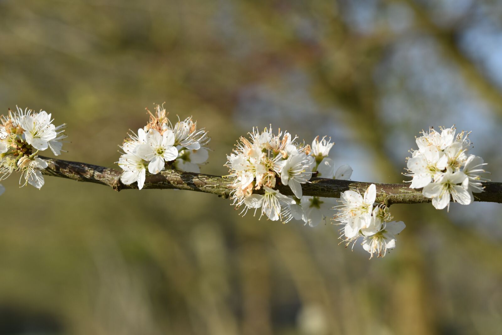 Nikon D5600 sample photo. Branch shrub flower, white photography