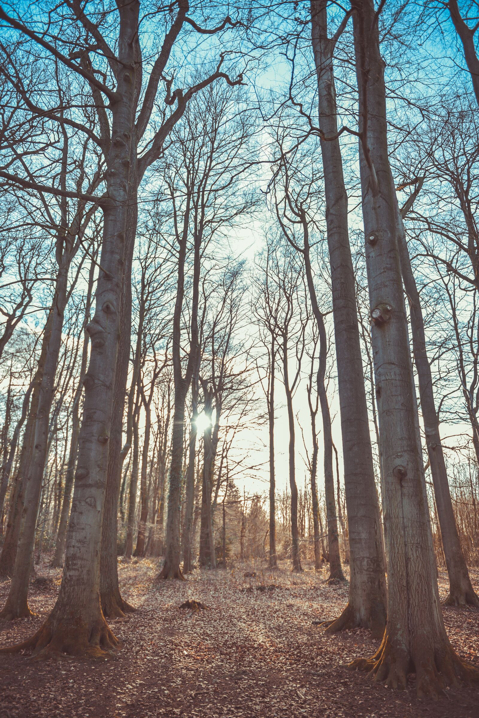 Nikon D810 sample photo. Autumn, autumn leaves, forest photography