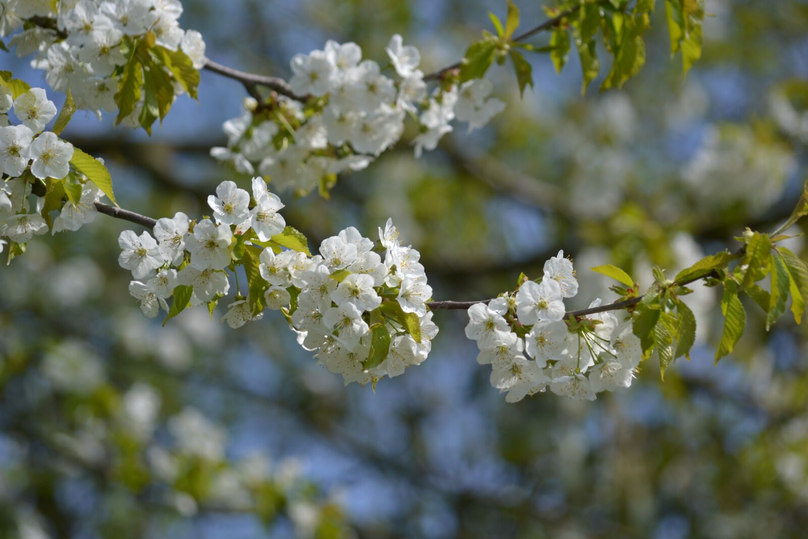 Nikon D3100 sample photo. Tree, branch, flower photography