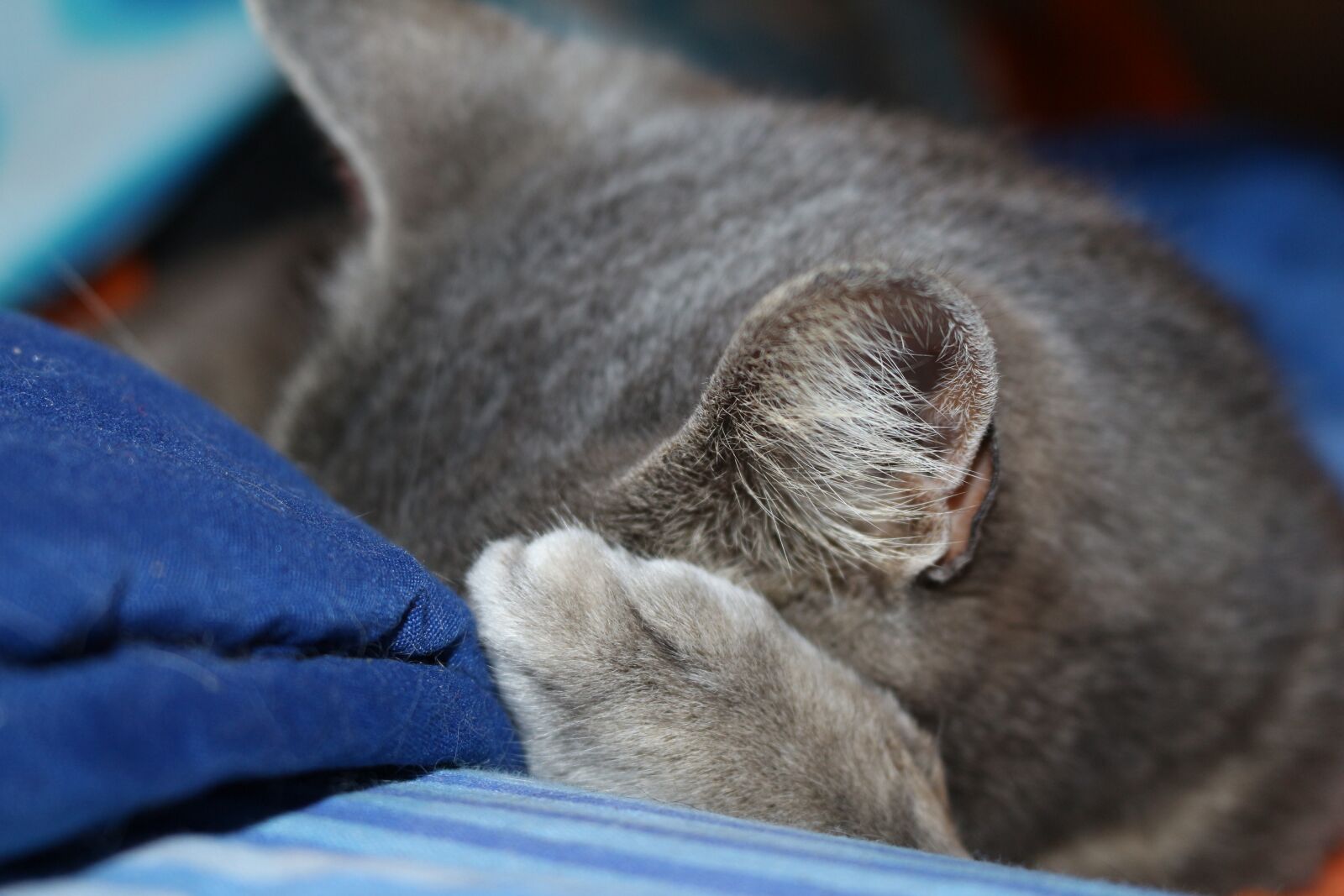 Canon EOS 700D (EOS Rebel T5i / EOS Kiss X7i) + Canon EF-S 18-55mm F3.5-5.6 IS STM sample photo. Cat, gray, hide-and-seek photography