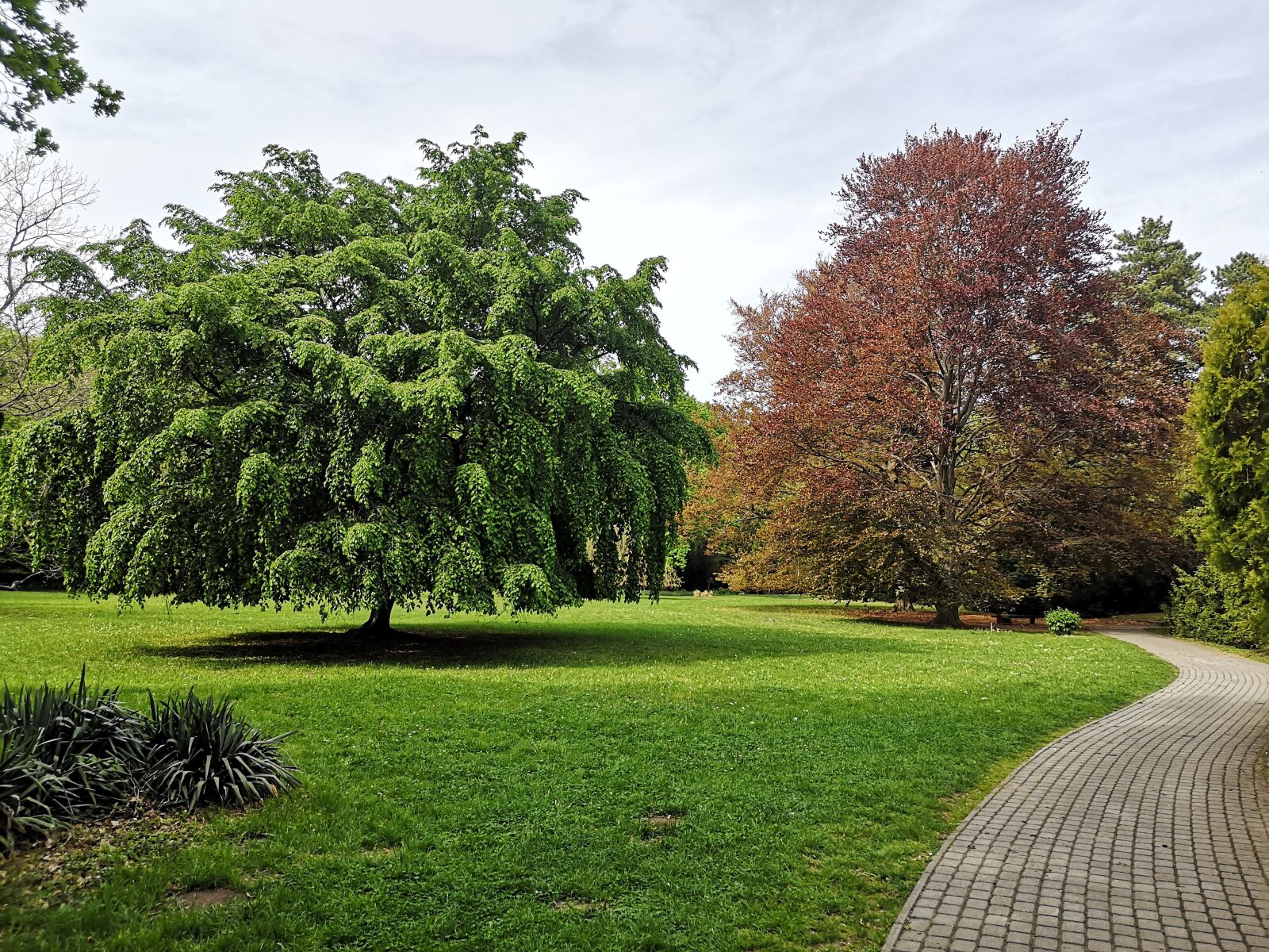 HUAWEI P20 sample photo. Nature, tree, park photography