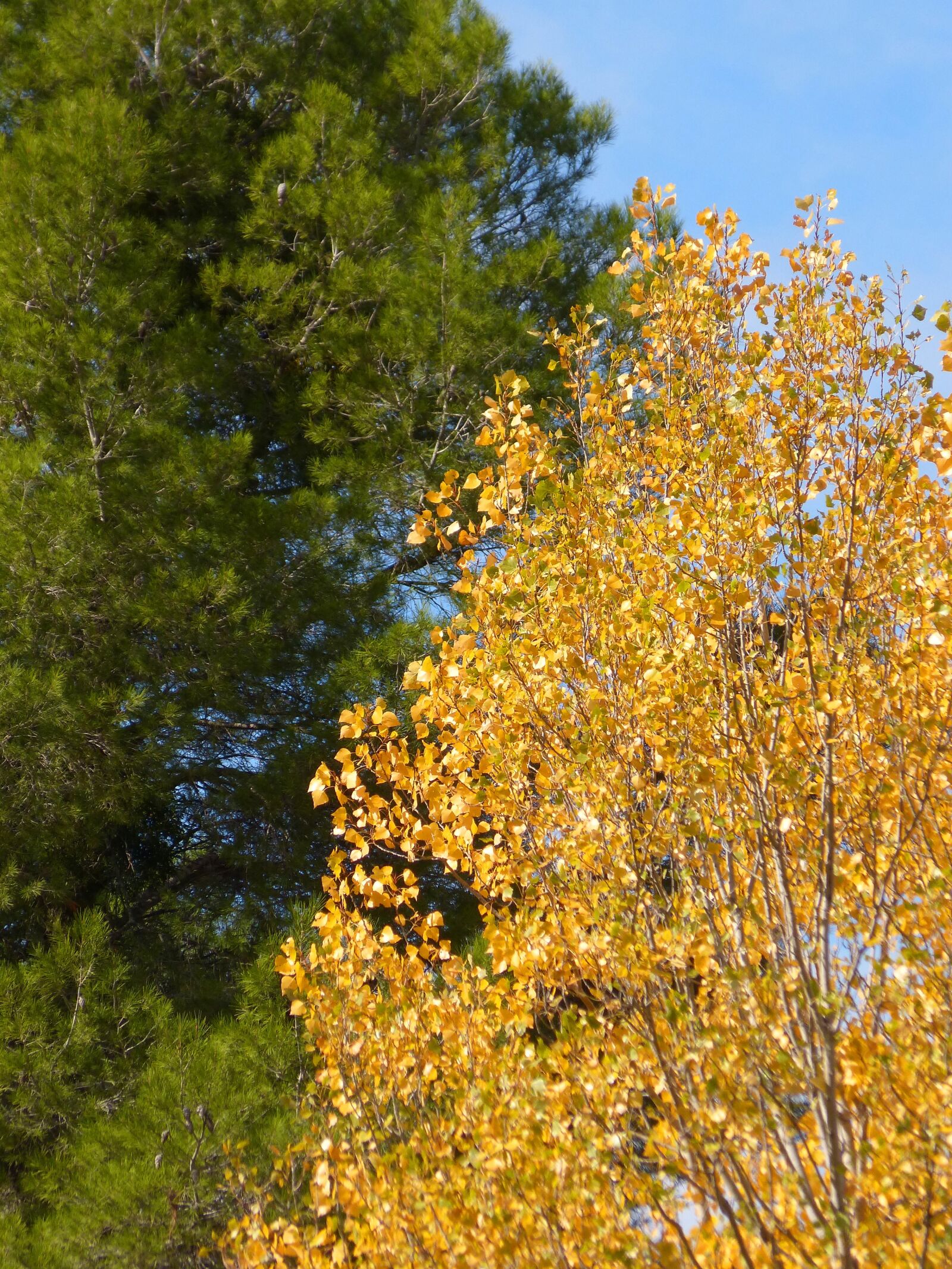 Panasonic DMC-FZ62 sample photo. Pine, poplar, green and photography