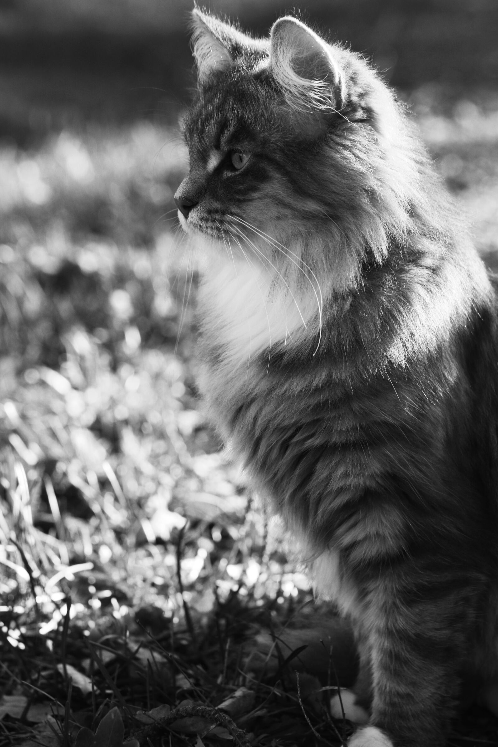 Canon EF 100mm F2.8L Macro IS USM sample photo. Cat, animal, pet photography