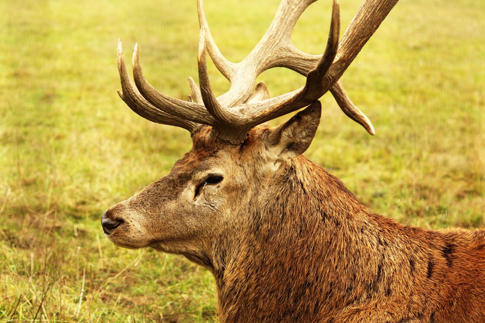 Canon EF-S 55-250mm F4-5.6 IS II sample photo. Deer, summer, animal photography