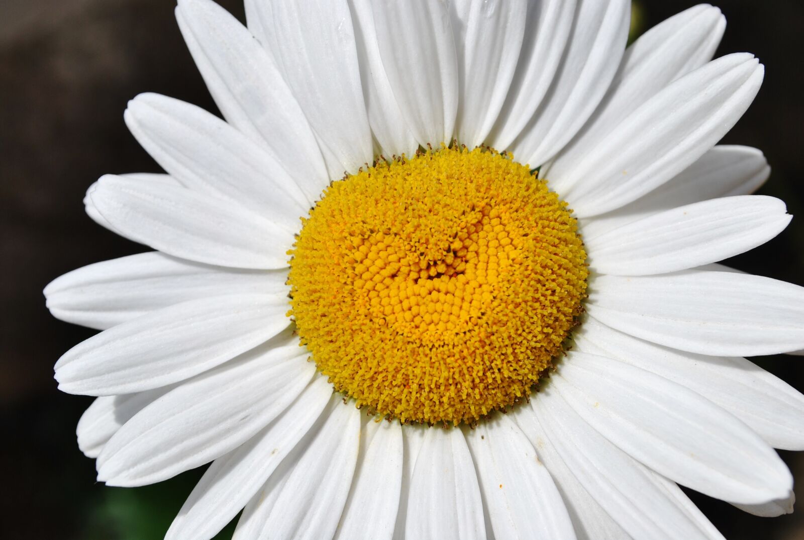 Nikon D3000 sample photo. Flower, margaret, nature photography