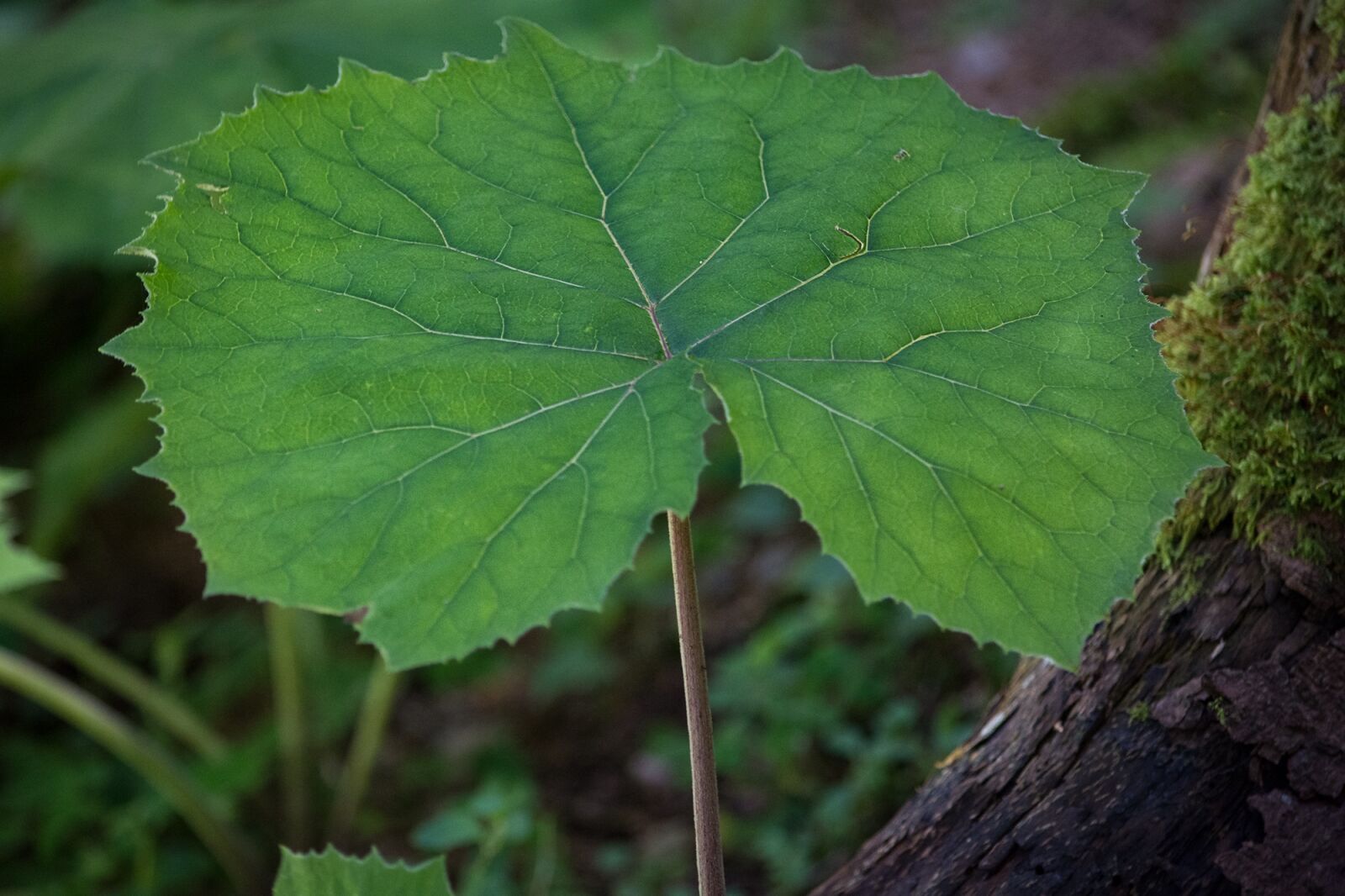 Nikon D7100 sample photo. Tussilago farfara, leaf, green photography