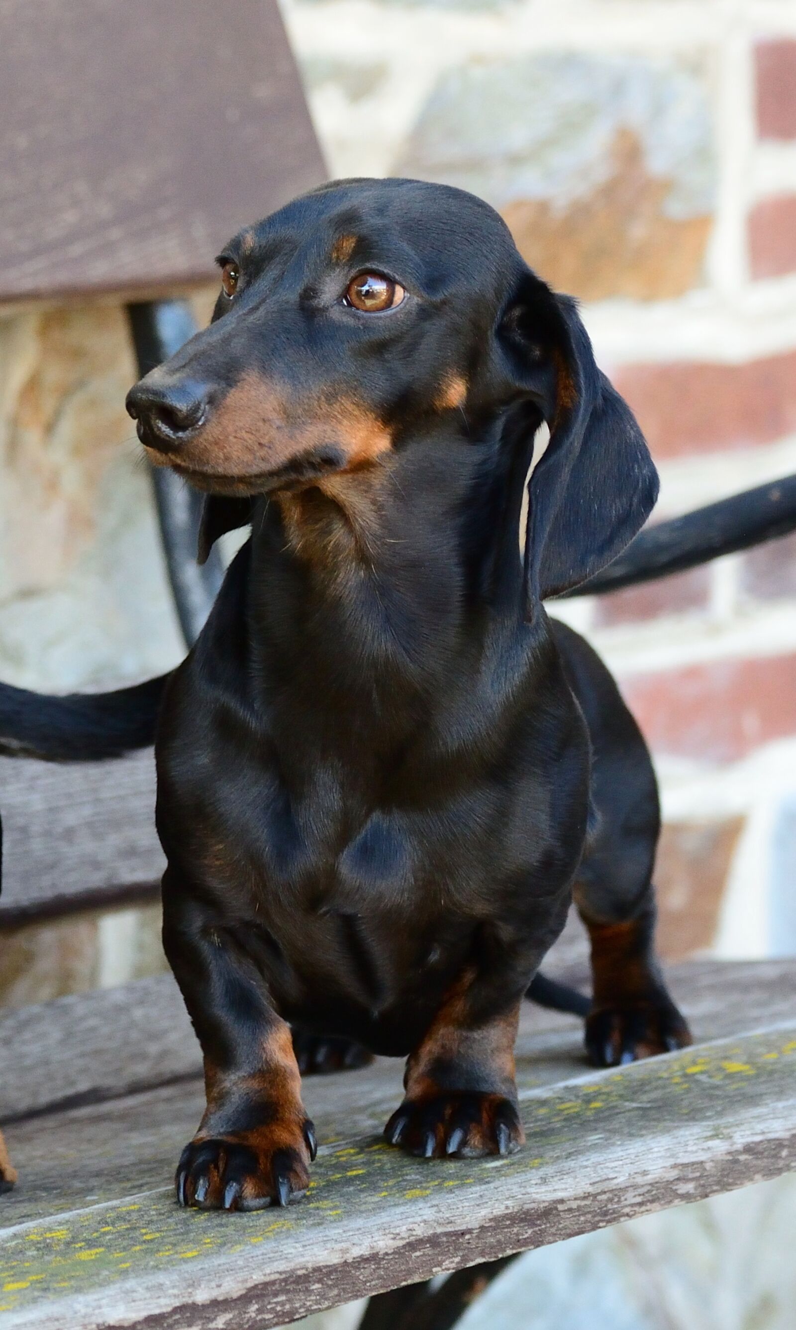 Nikon D610 sample photo. Dog, dachshund, pet photography