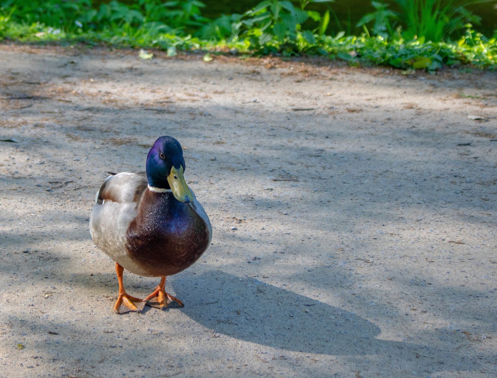 Canon EOS 750D (EOS Rebel T6i / EOS Kiss X8i) sample photo. Duck, drake, mallard photography