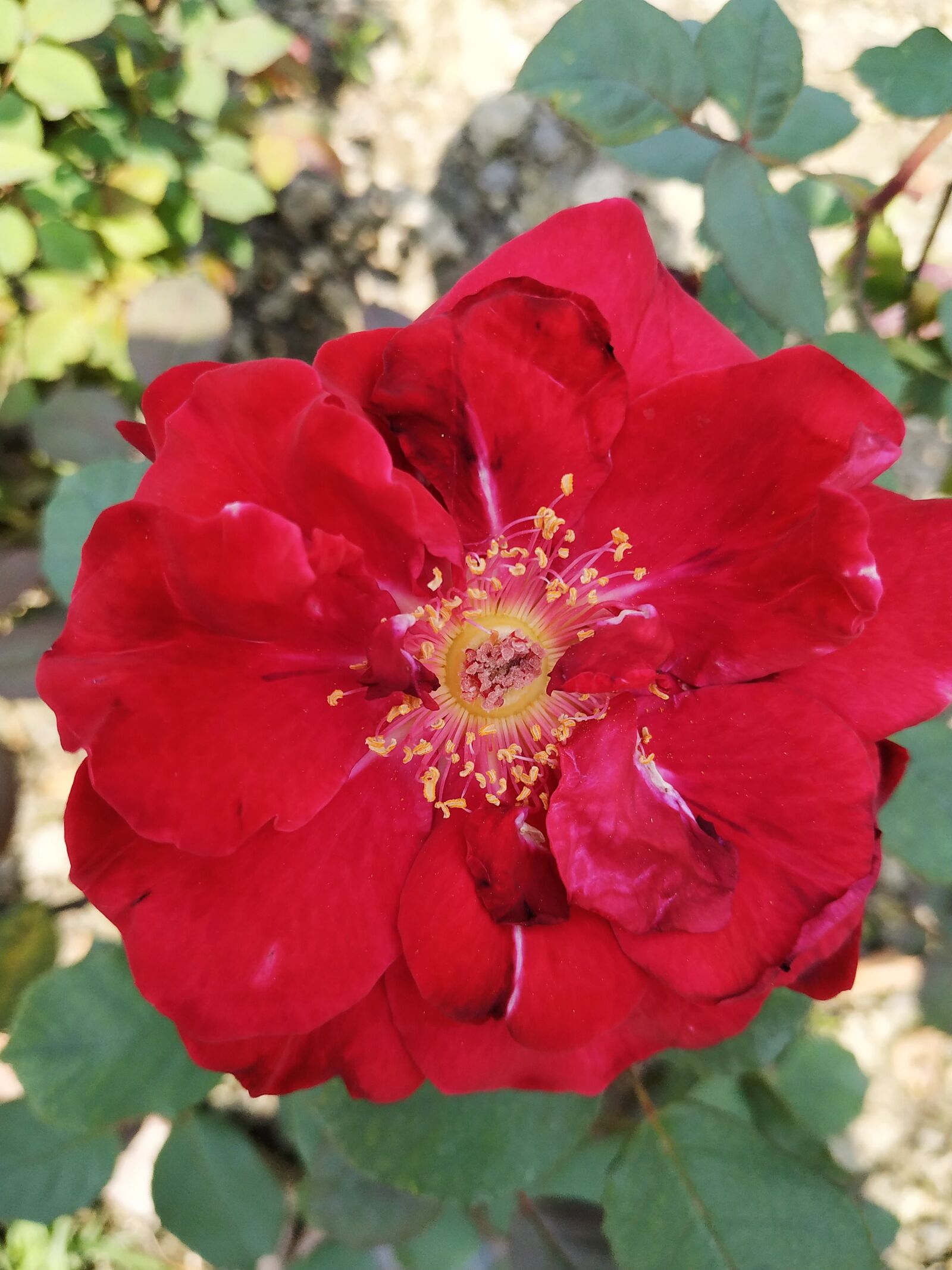 Xiaomi Redmi Note 6 Pro sample photo. Rose, plant, background photography