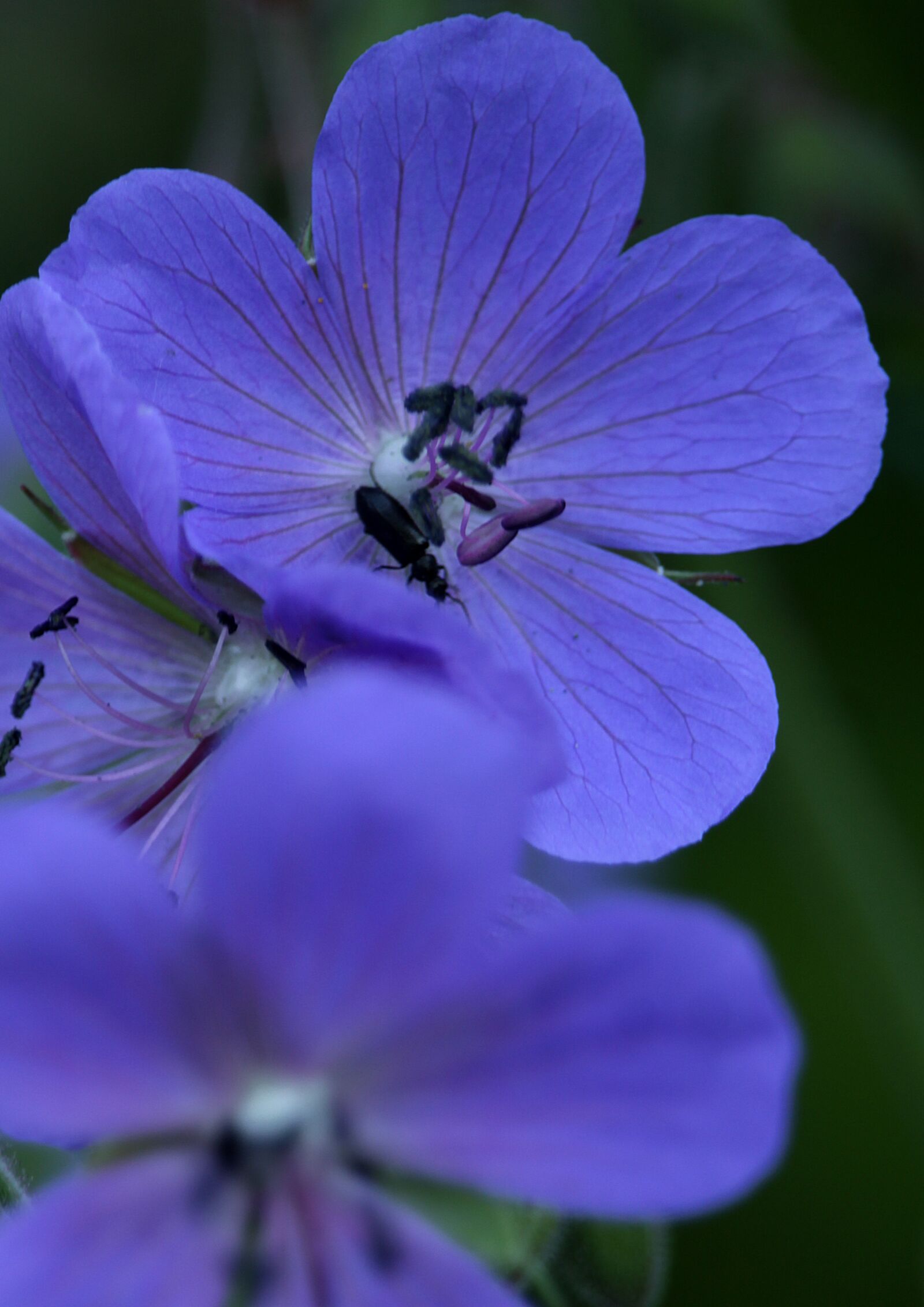 Canon EOS 1200D (EOS Rebel T5 / EOS Kiss X70 / EOS Hi) sample photo. Flower, blue, spring photography