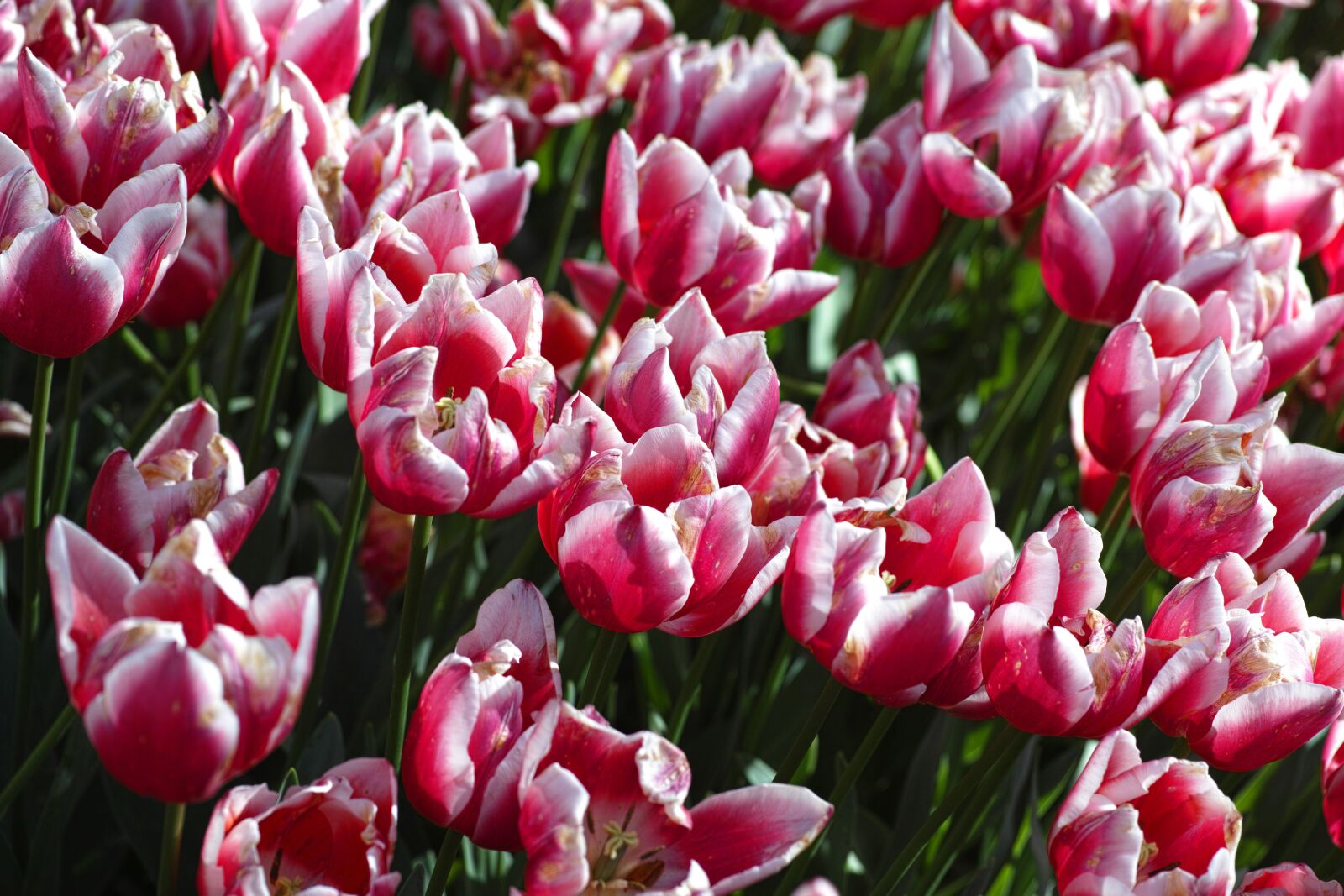 Sigma DP3 Merrill sample photo. Purple, pink, tulips photography
