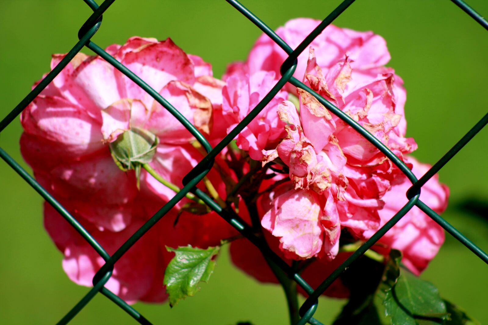 Canon EOS 1100D (EOS Rebel T3 / EOS Kiss X50) sample photo. Fence, hidden, wire fence photography