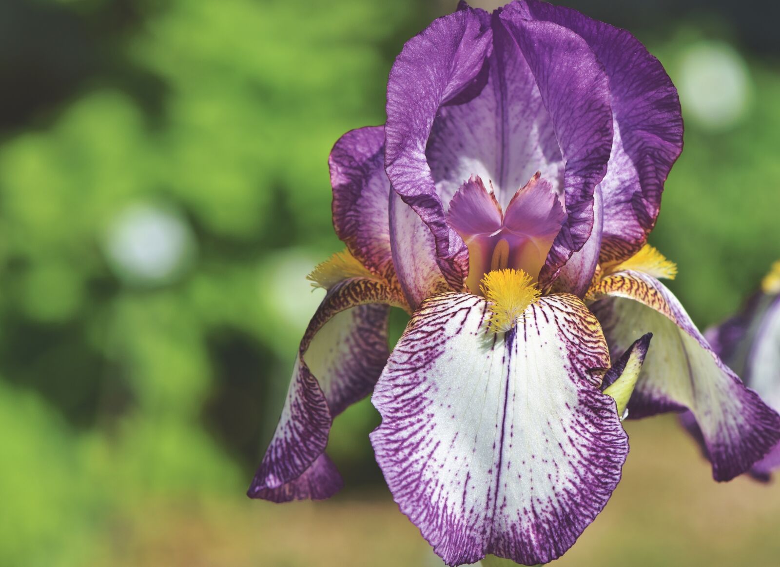 Nikon D7200 sample photo. Iris, iridaceae, purple photography