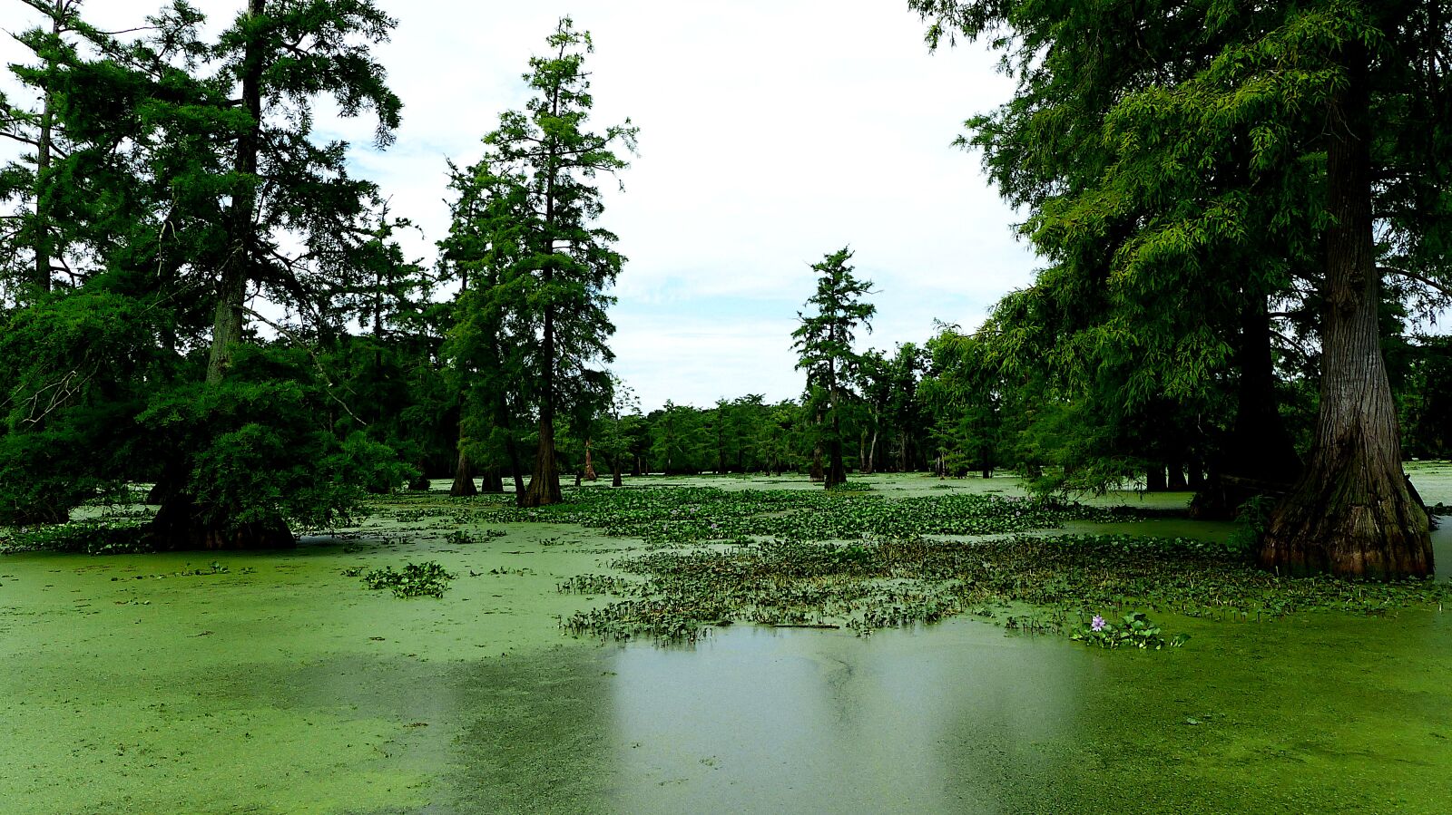 Panasonic Lumix DMC-FZ200 sample photo. Louisiana, america, bayou photography