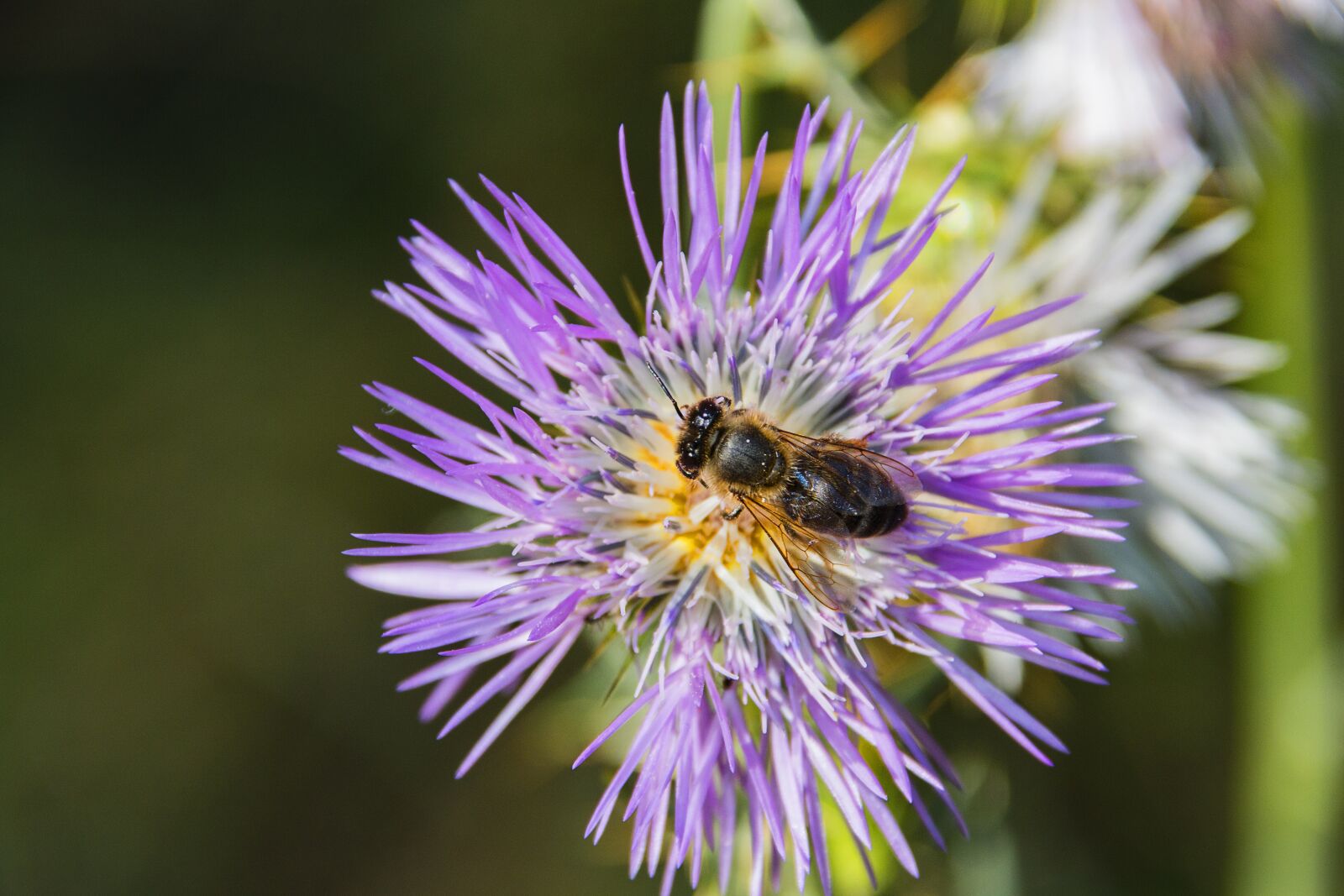 Canon EOS 70D sample photo. Bee, flower, insect photography