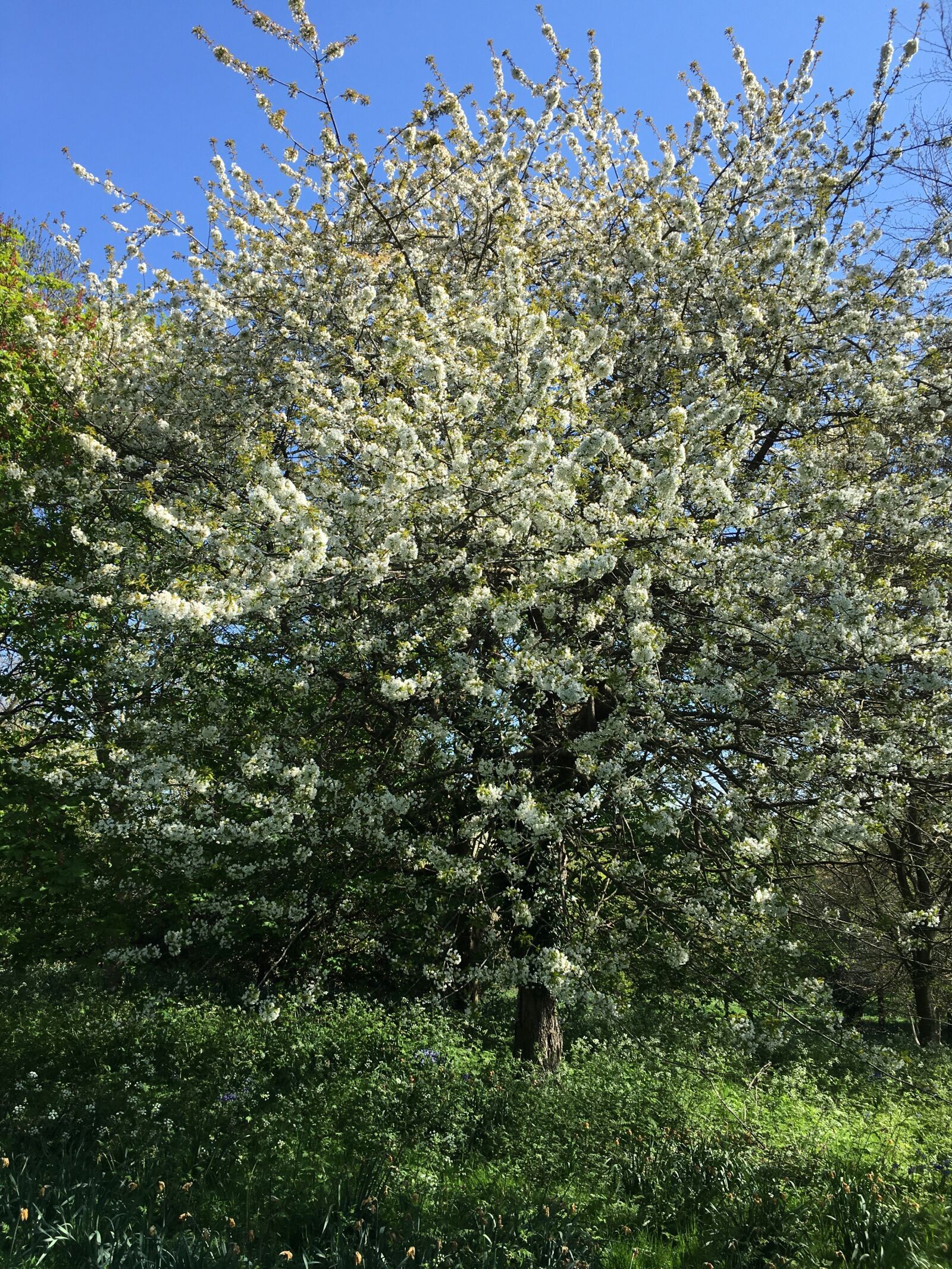 Apple iPhone 6s sample photo. Blossom, spring, nature photography