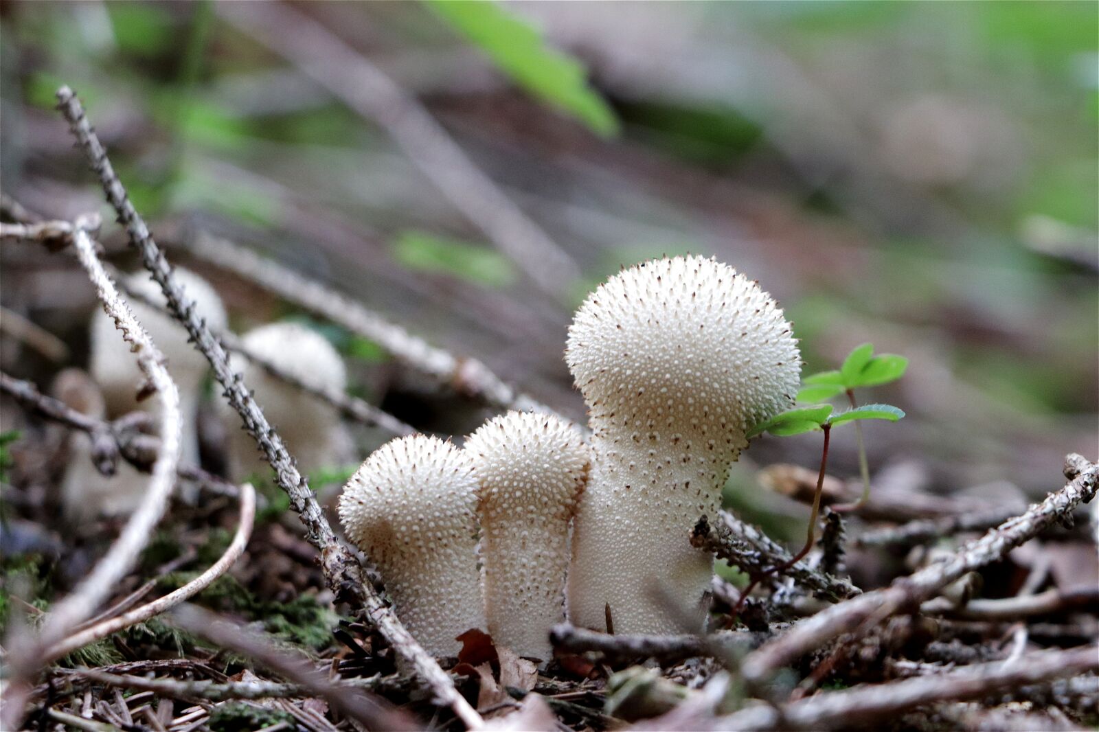 Canon EOS 77D (EOS 9000D / EOS 770D) sample photo. Bovist, mushroom, mushroom dust photography