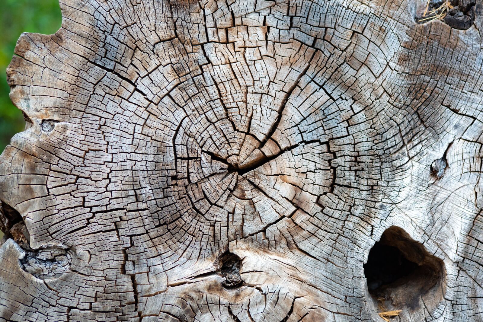Sigma sample photo. Tree, wood, structure photography