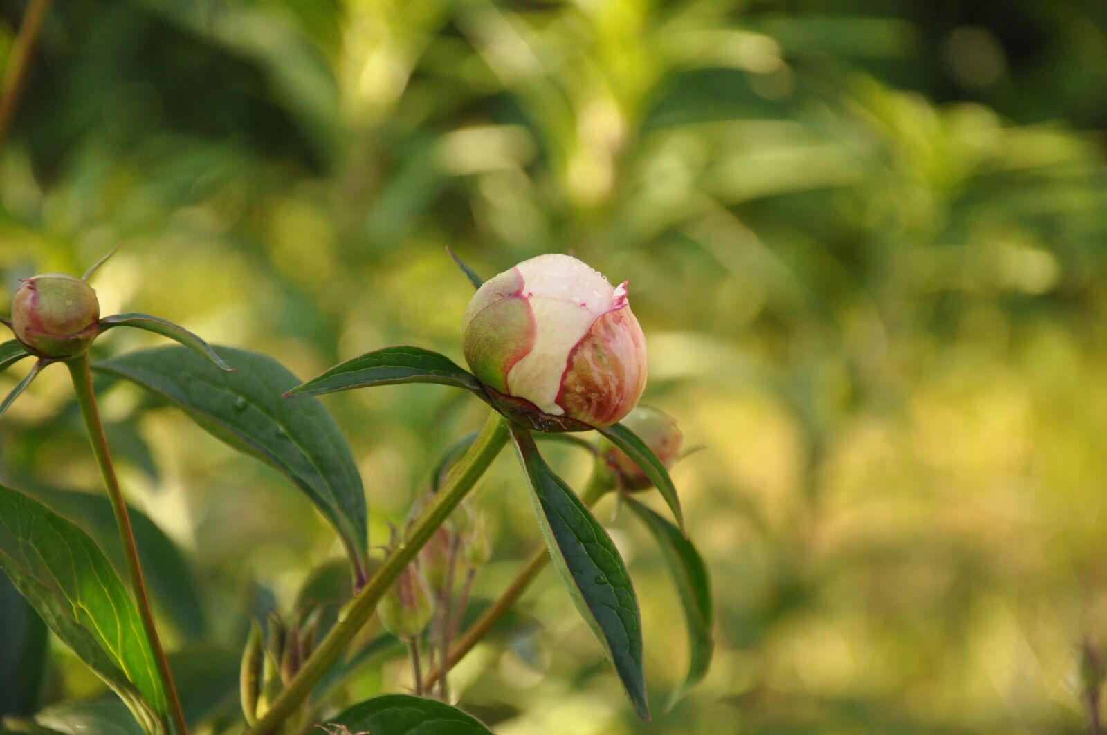 Nikon D90 sample photo. Bud, peony, flower photography