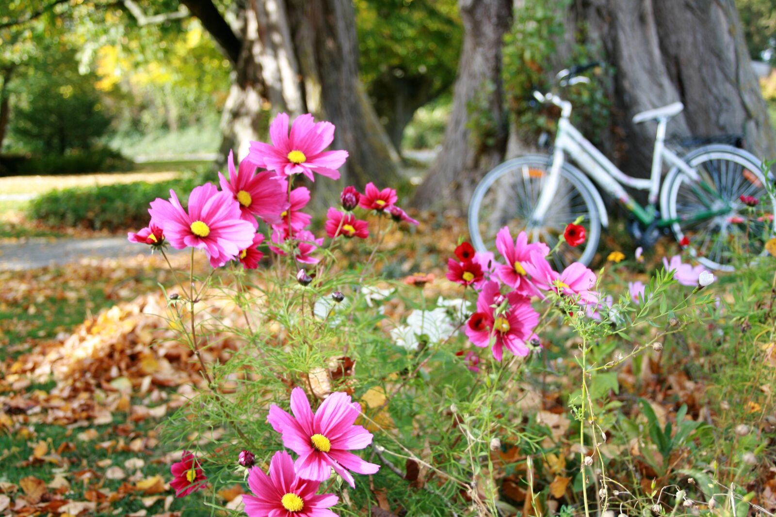 Canon EOS 400D (EOS Digital Rebel XTi / EOS Kiss Digital X) sample photo. Anemones, autumn flowers, autumn photography