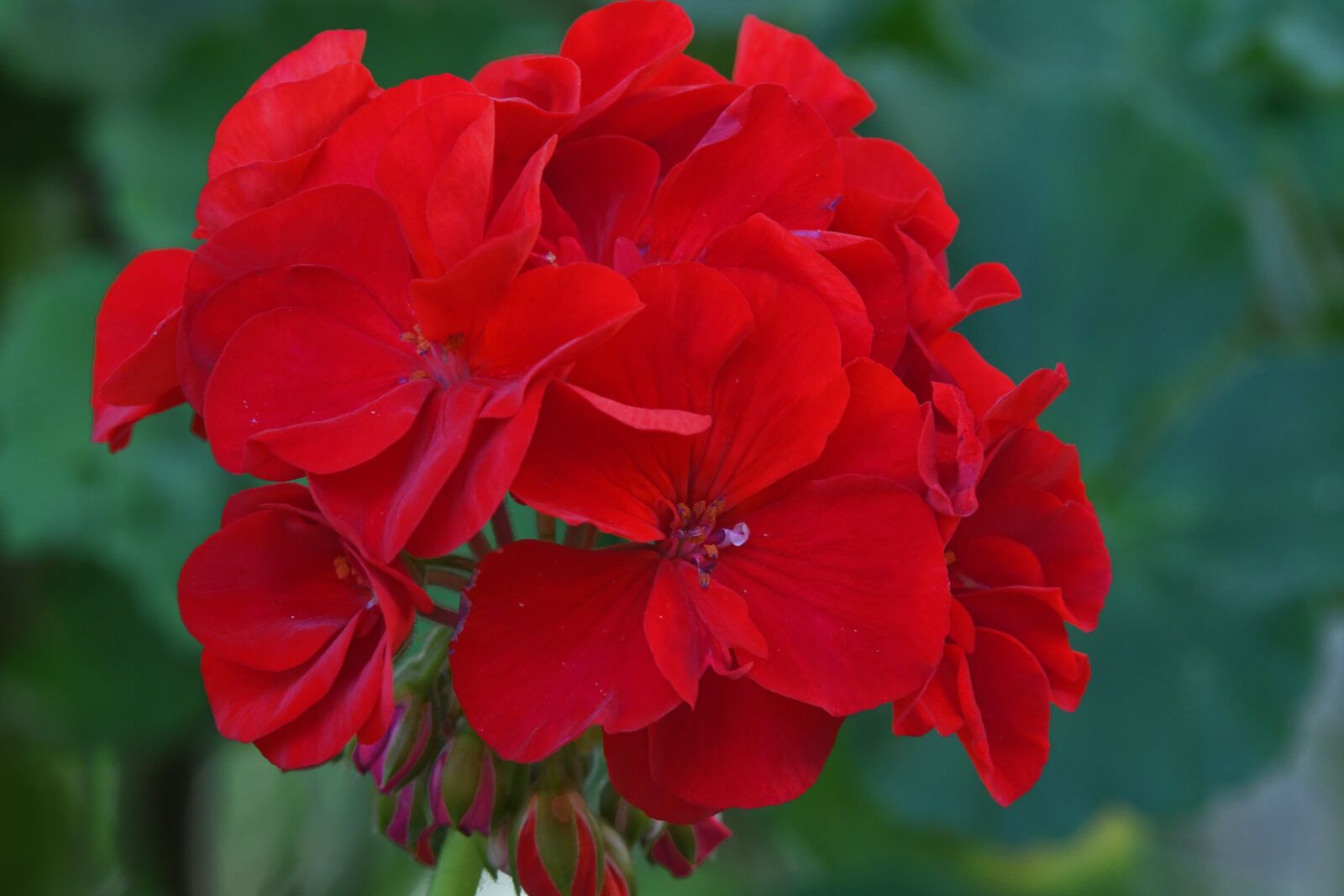 Nikon D7500 sample photo. Flower, red, geranium photography