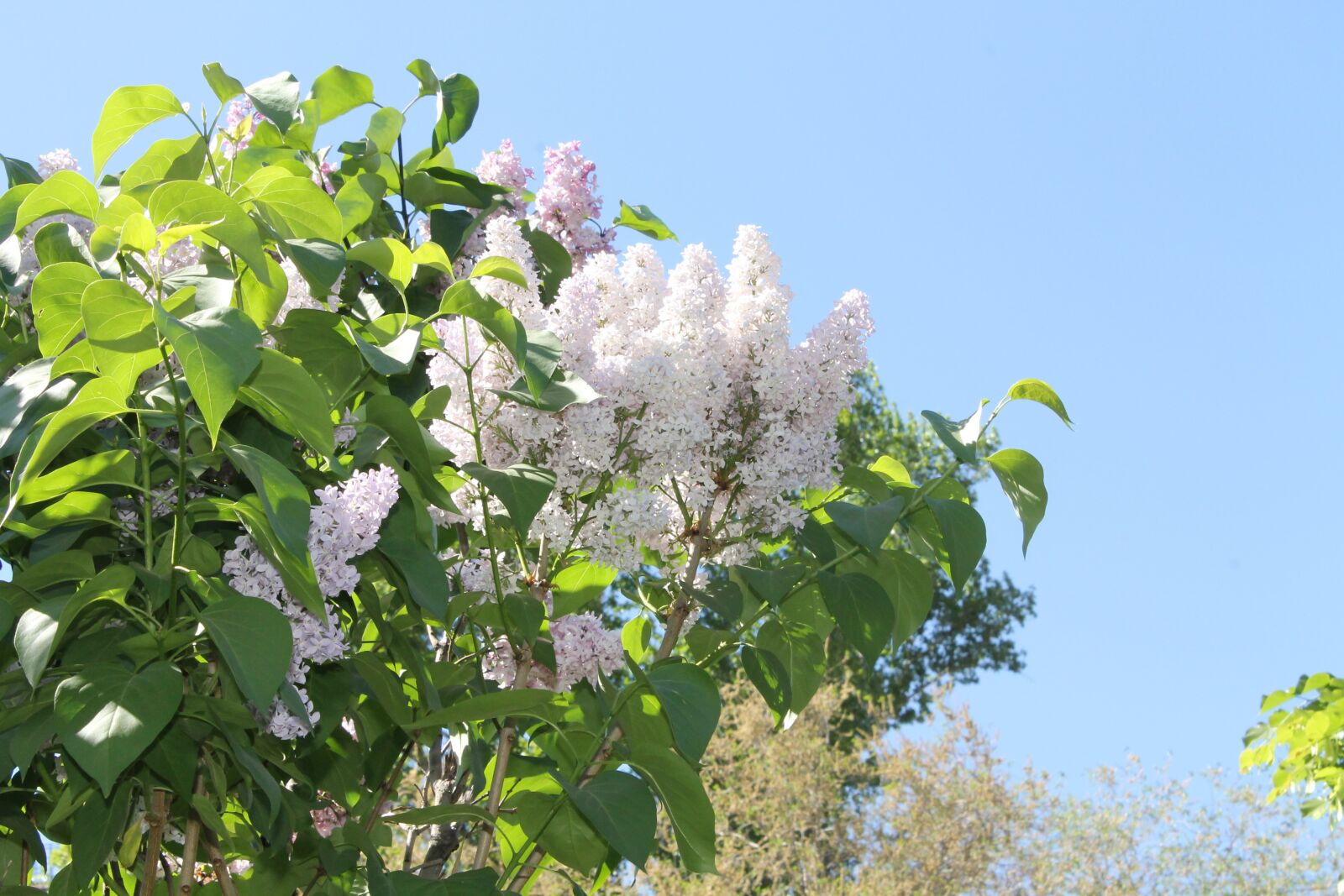 Canon EOS 1100D (EOS Rebel T3 / EOS Kiss X50) sample photo. Lilac, blooms, bloom photography