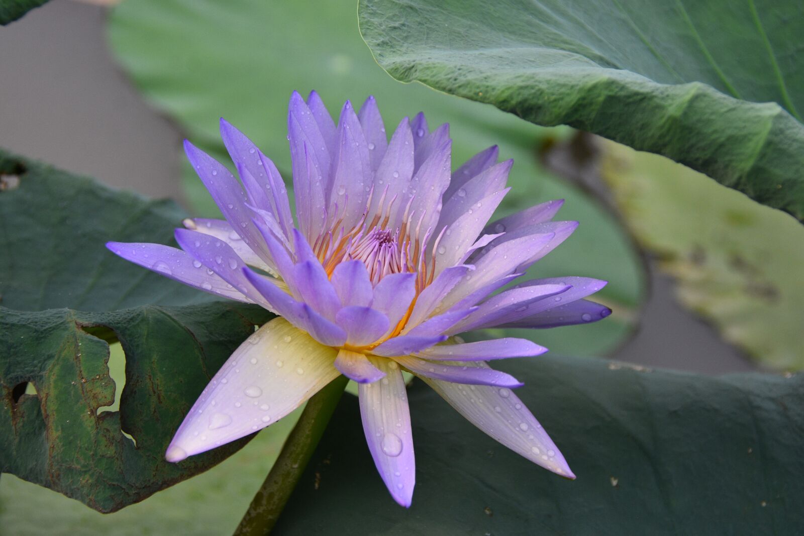 Nikon D7200 sample photo. Water lily, flower, petals photography