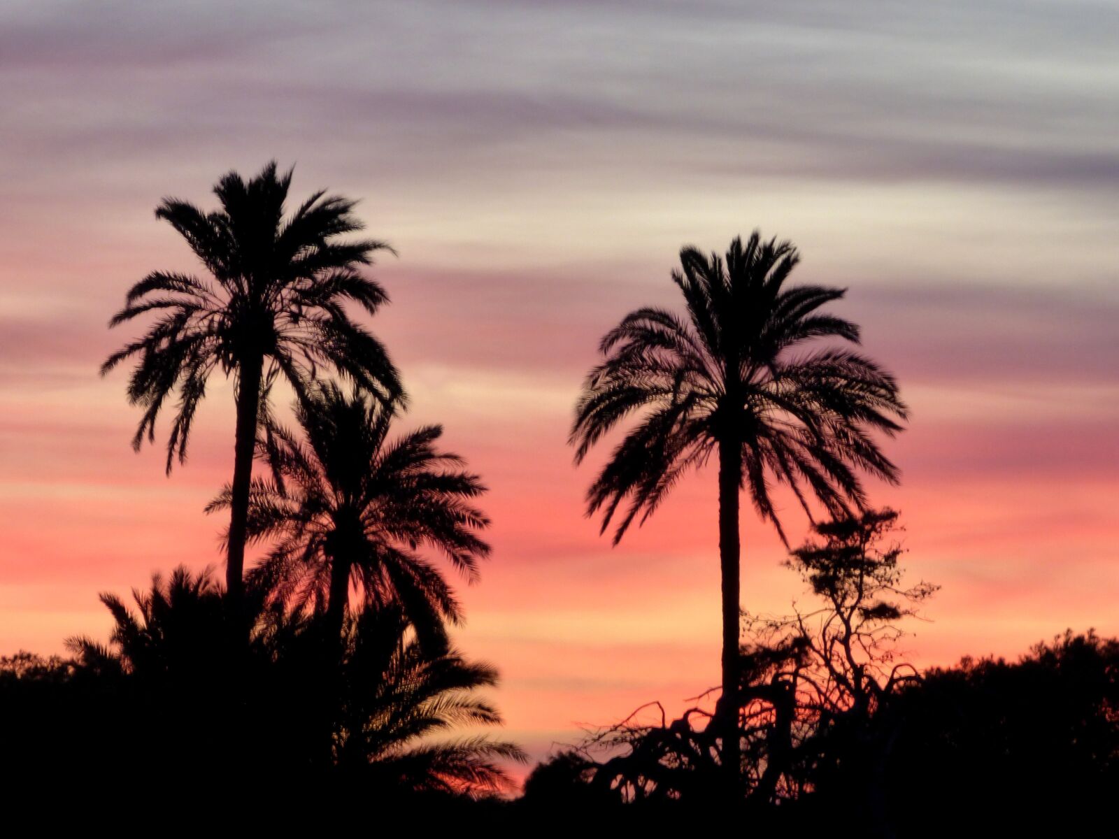 Panasonic DMC-FZ72 sample photo. Sunset, palm, tropical photography