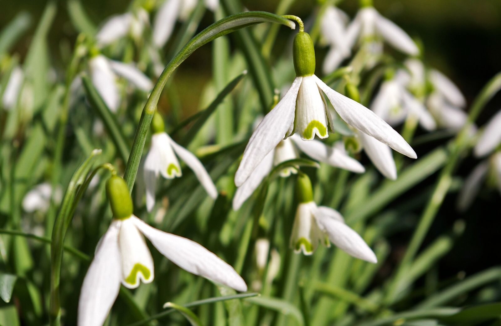 Pentax *ist DL2 sample photo. Snowdrop, spring, flower photography