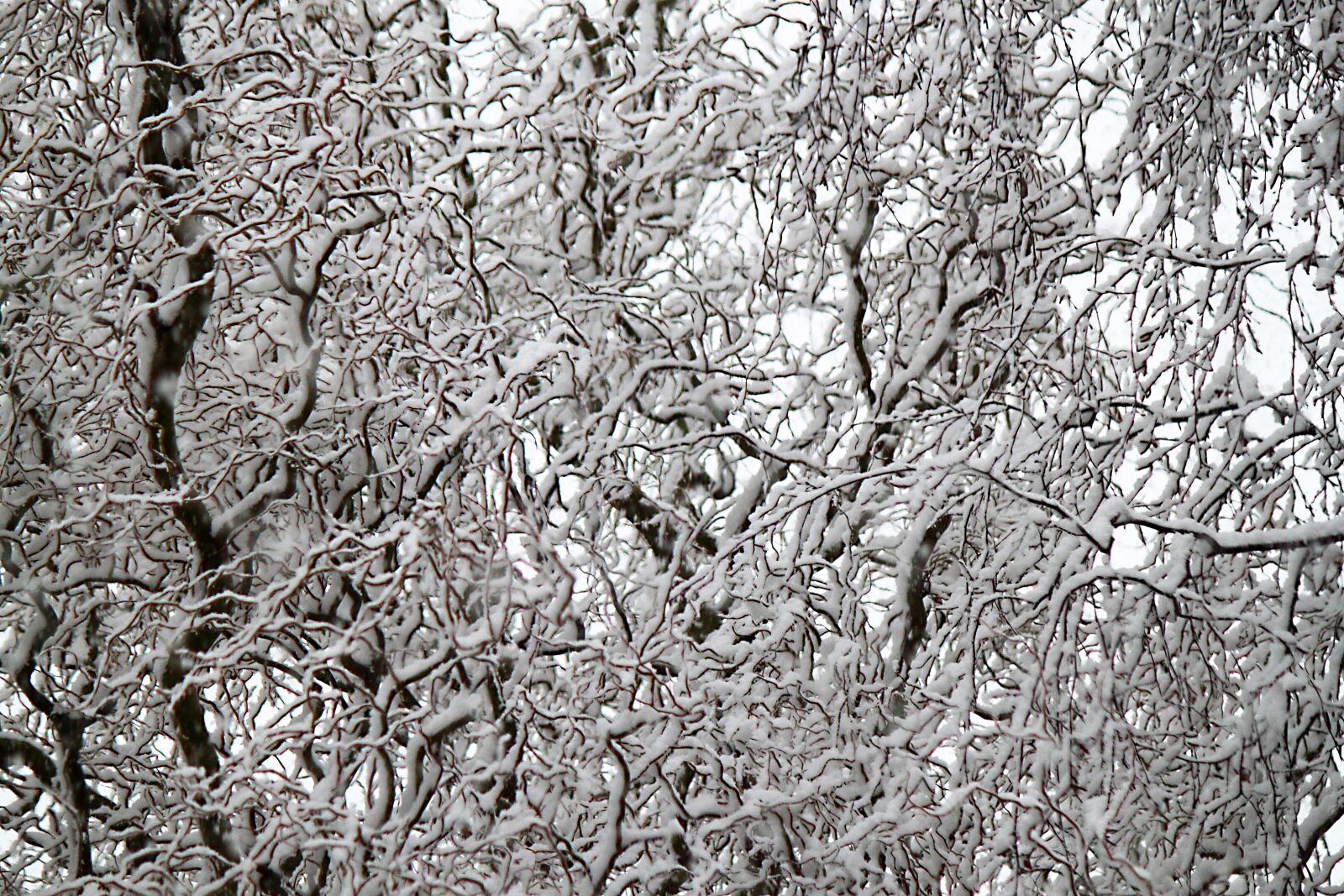 Canon EOS 500D (EOS Rebel T1i / EOS Kiss X3) sample photo. Chinese willow, snow, branches photography