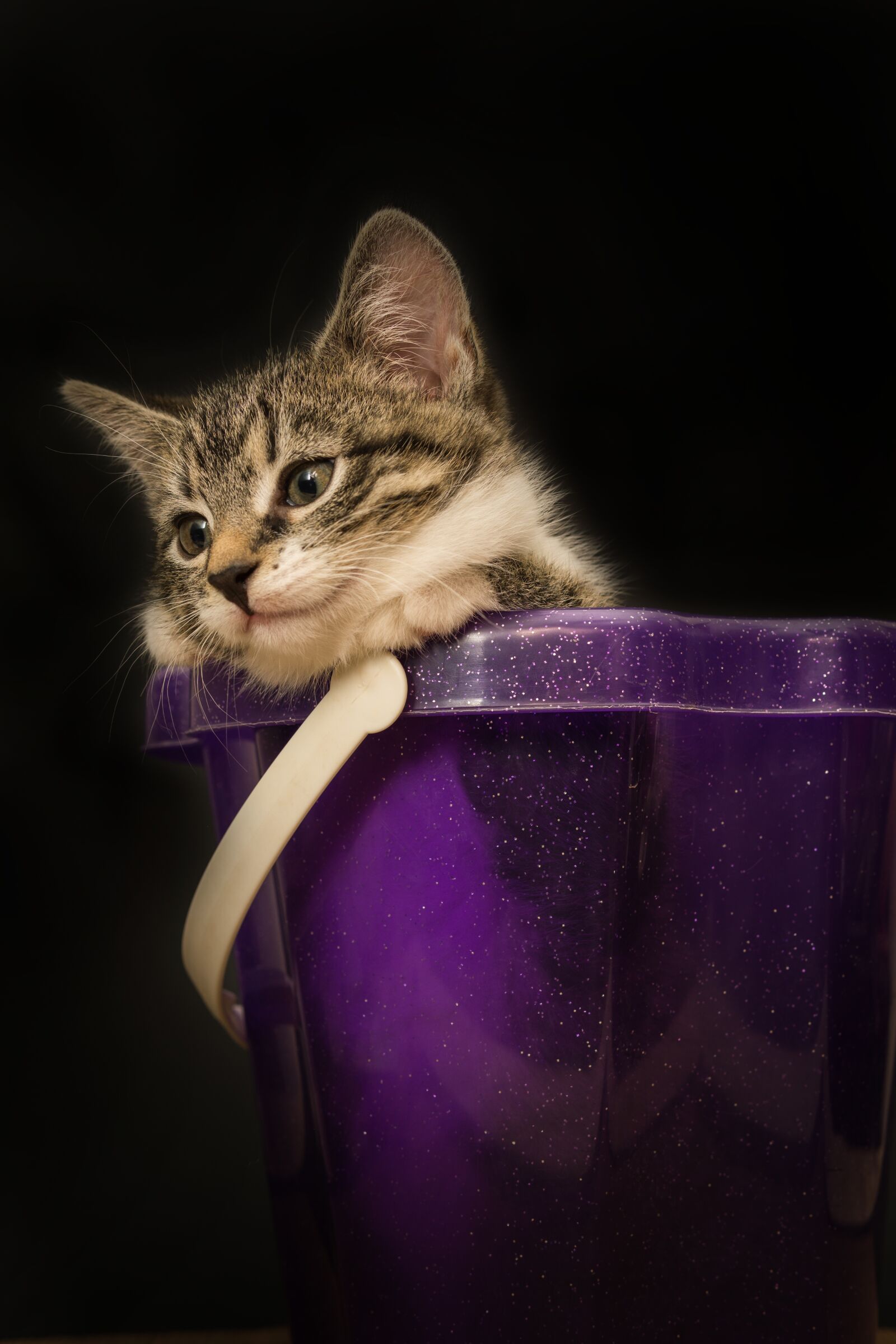 30mm F1.4 DC DN | Contemporary 016 sample photo. Cat, small, mackerel photography