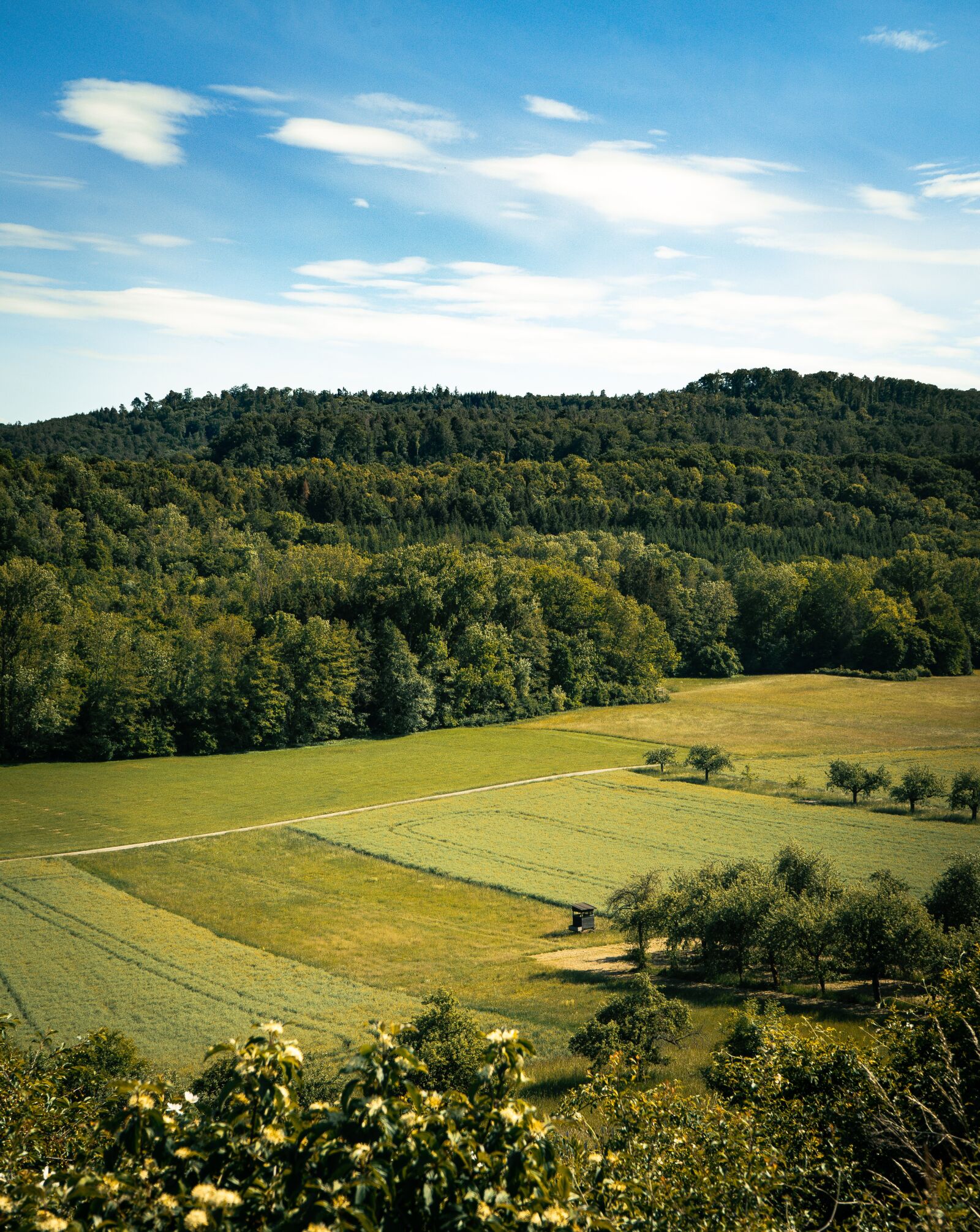 Sony a7 II + Sony FE 28-70mm F3.5-5.6 OSS sample photo. Landscape, nature, forest photography