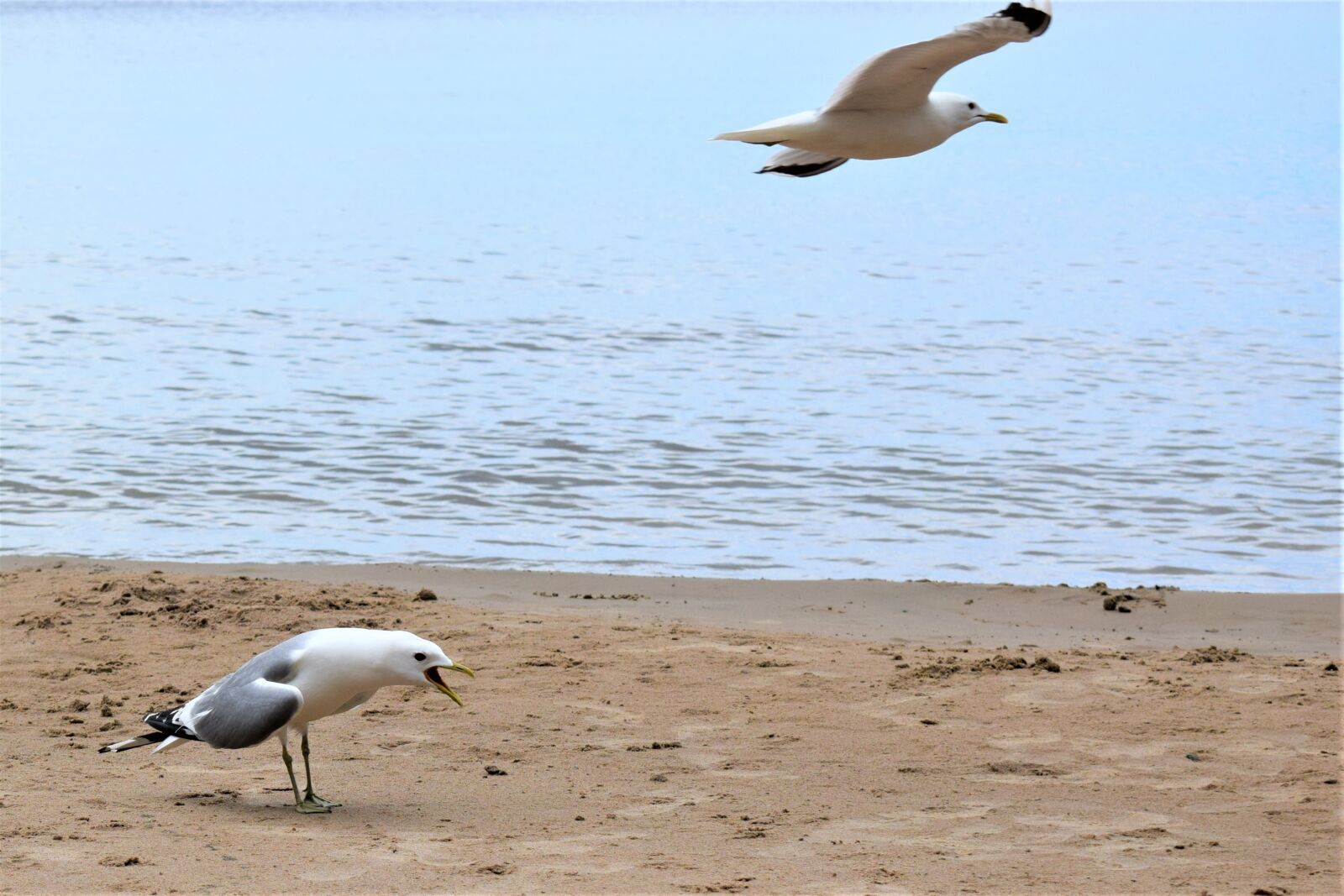 Nikon D3300 sample photo. Bird, seagull, beach photography