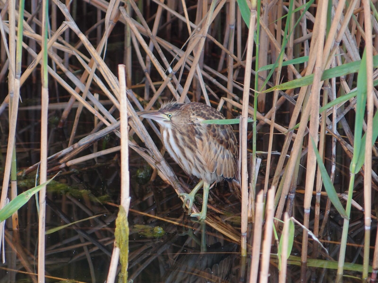 Olympus XZ-1 sample photo. Birds, bird, bird river photography