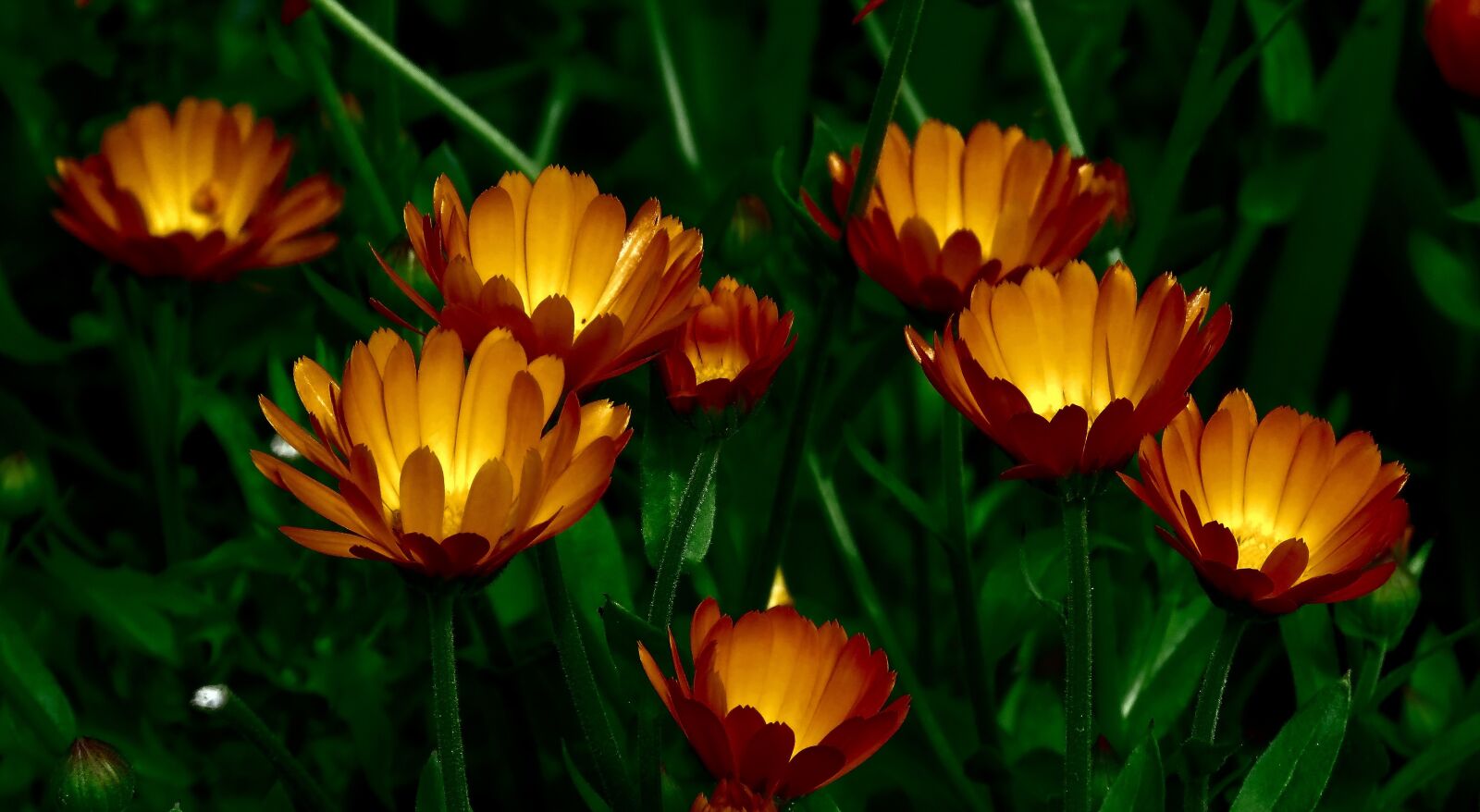 Canon PowerShot SX60 HS sample photo. Calendula, flowers, yellow photography