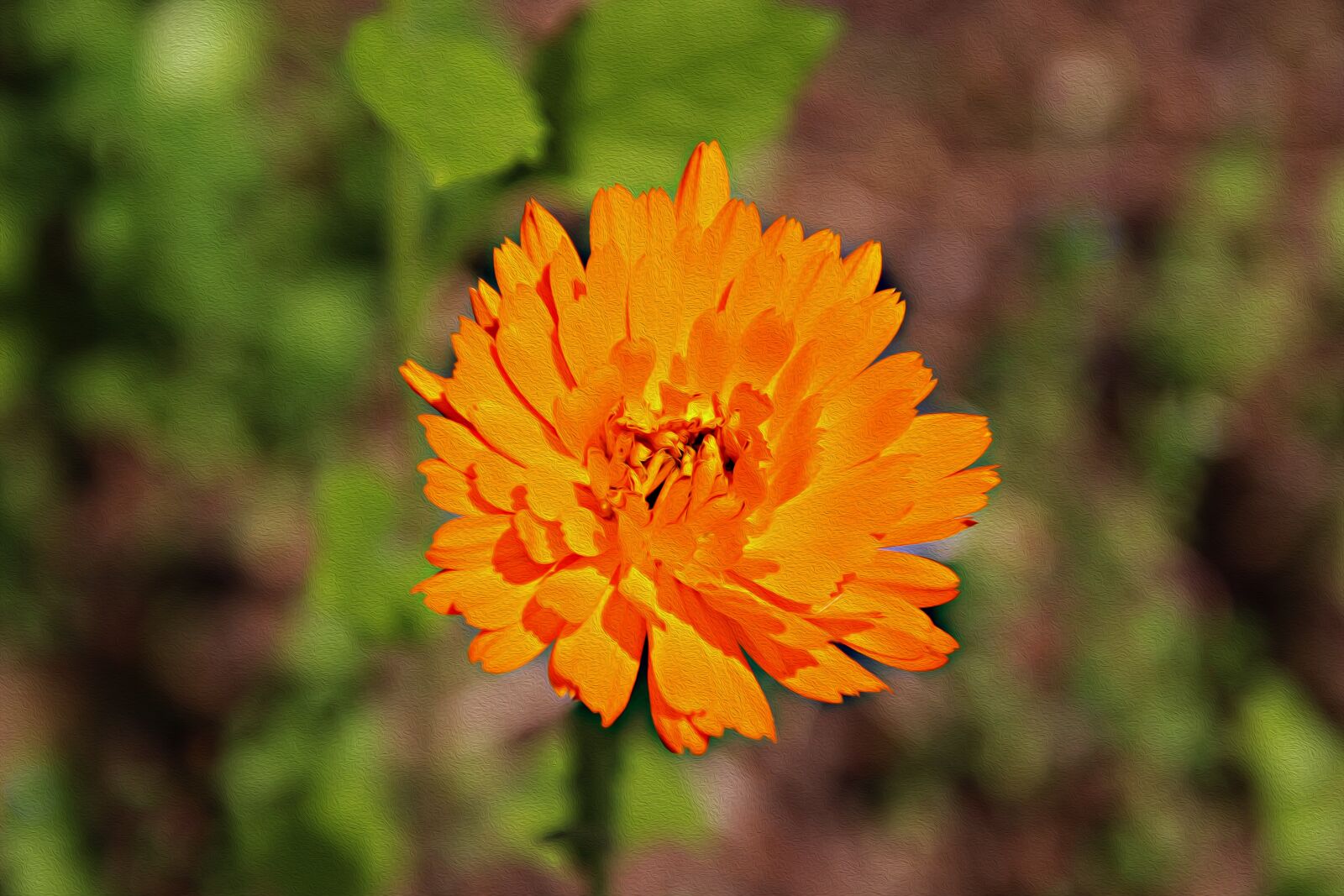 Canon EOS 700D (EOS Rebel T5i / EOS Kiss X7i) sample photo. Marigold, plant, nature photography